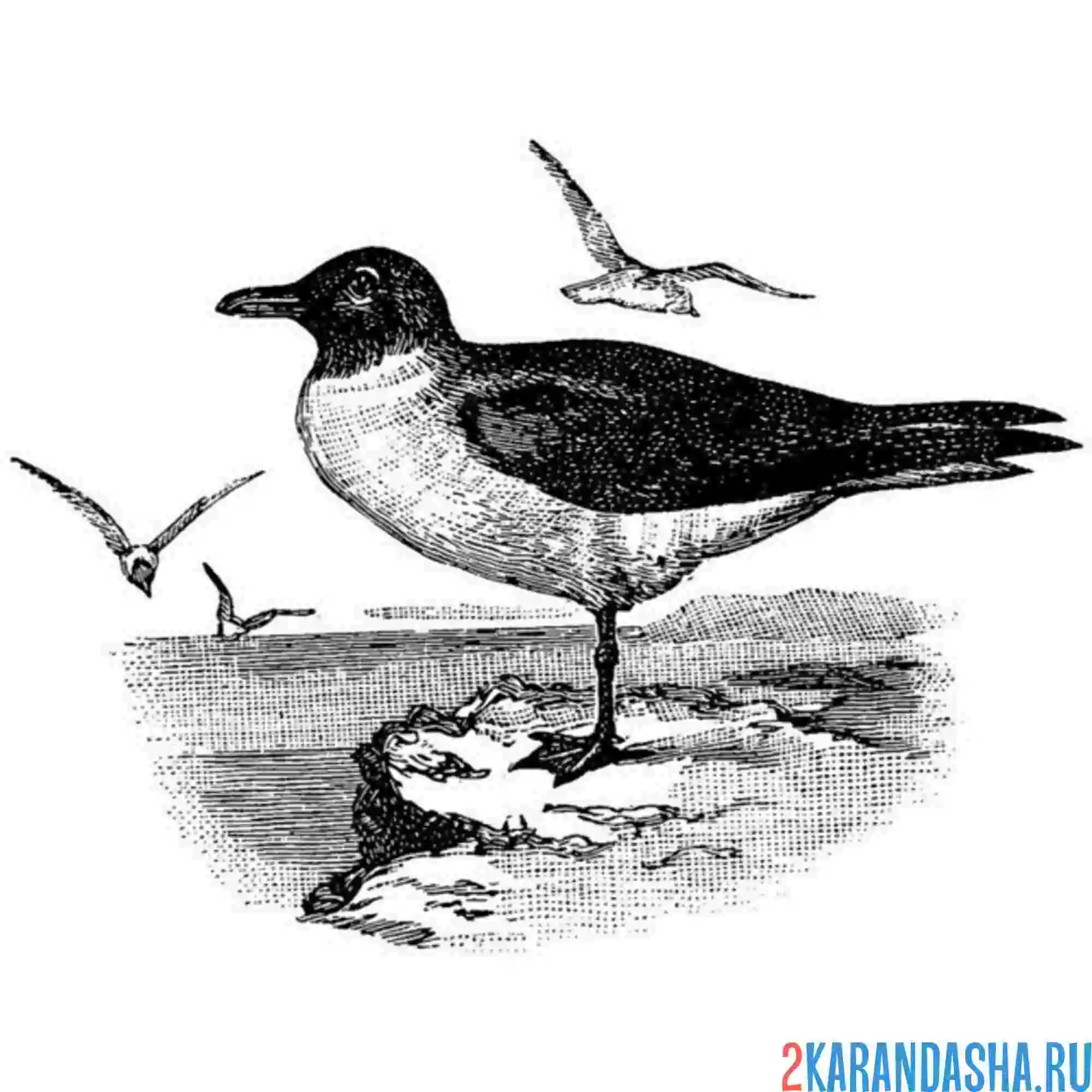 Раскраска чайка на берегу