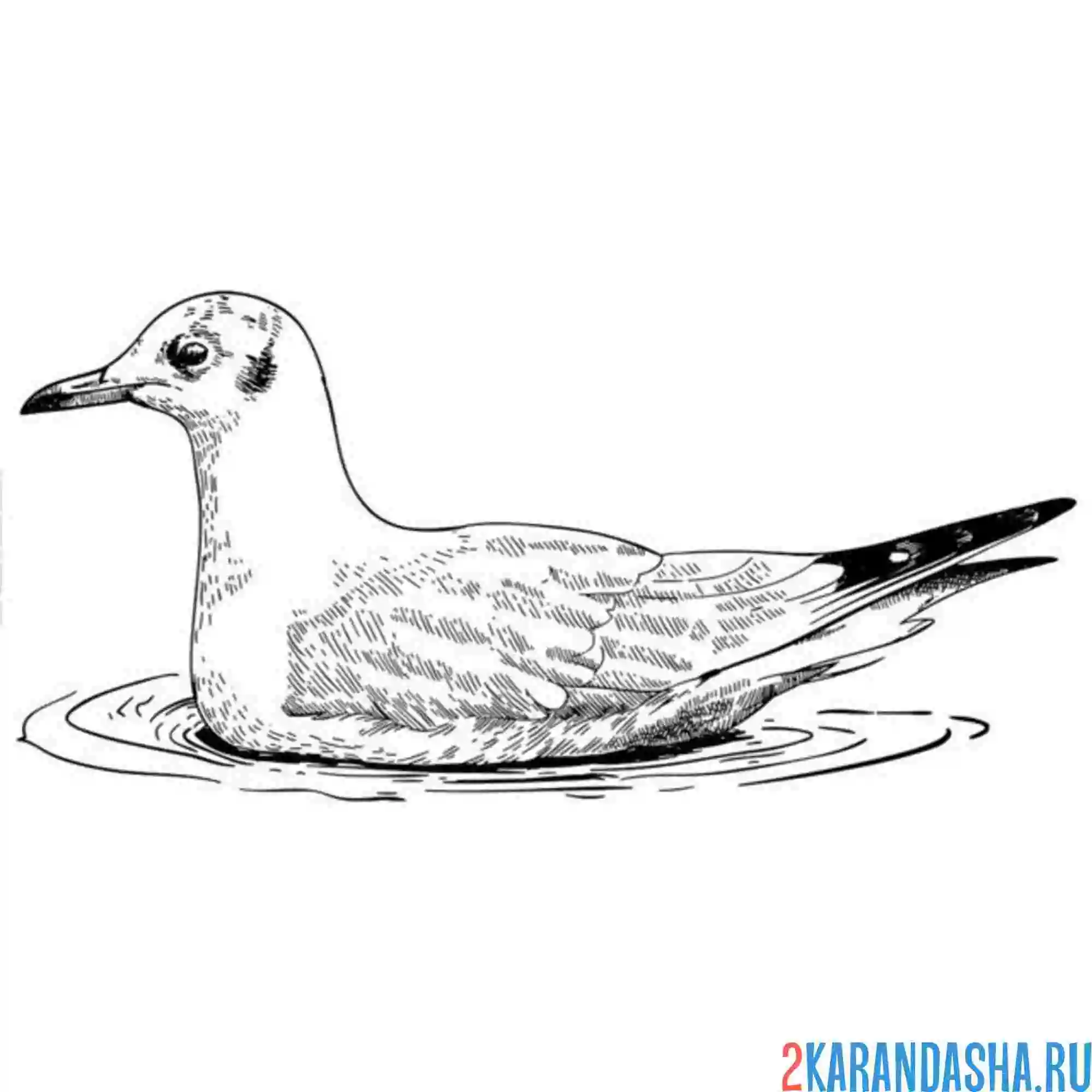 Раскраска чайка сиди на воде
