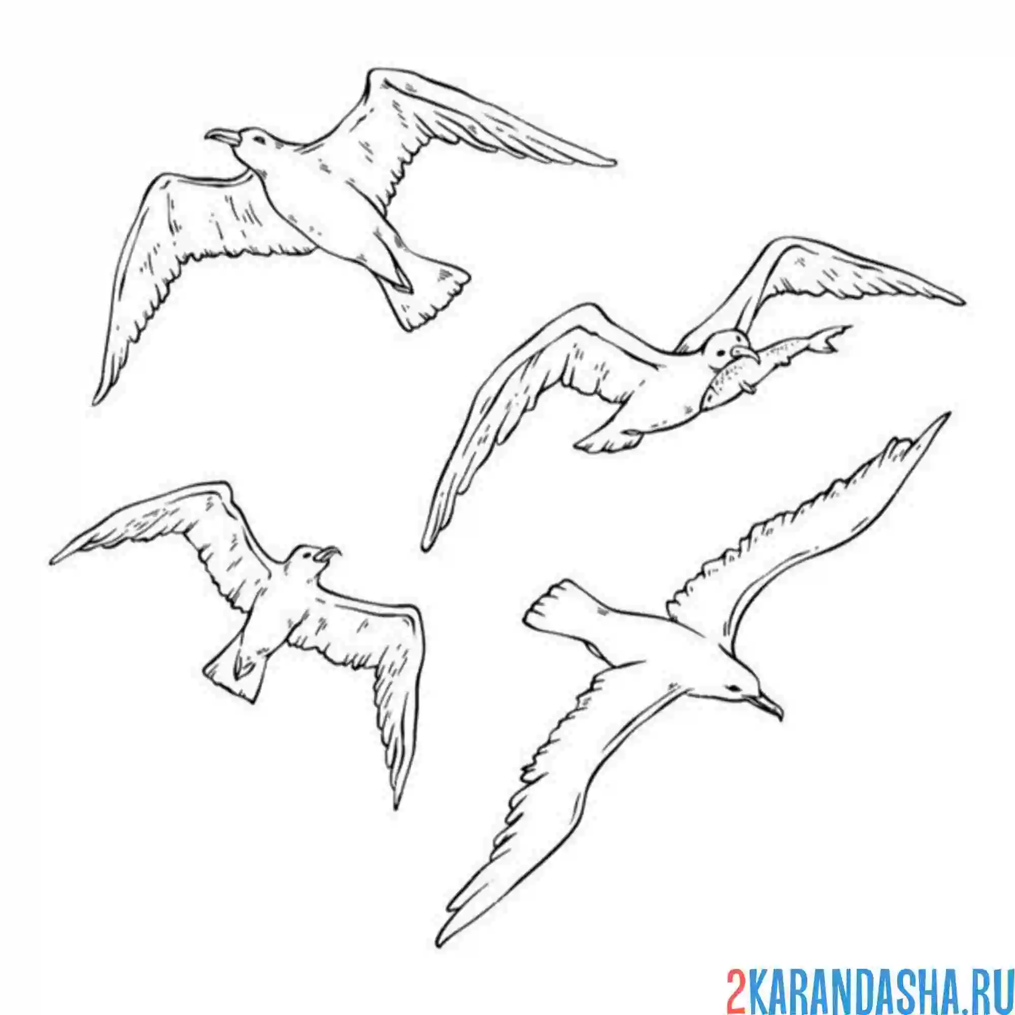 Раскраска полет чаек