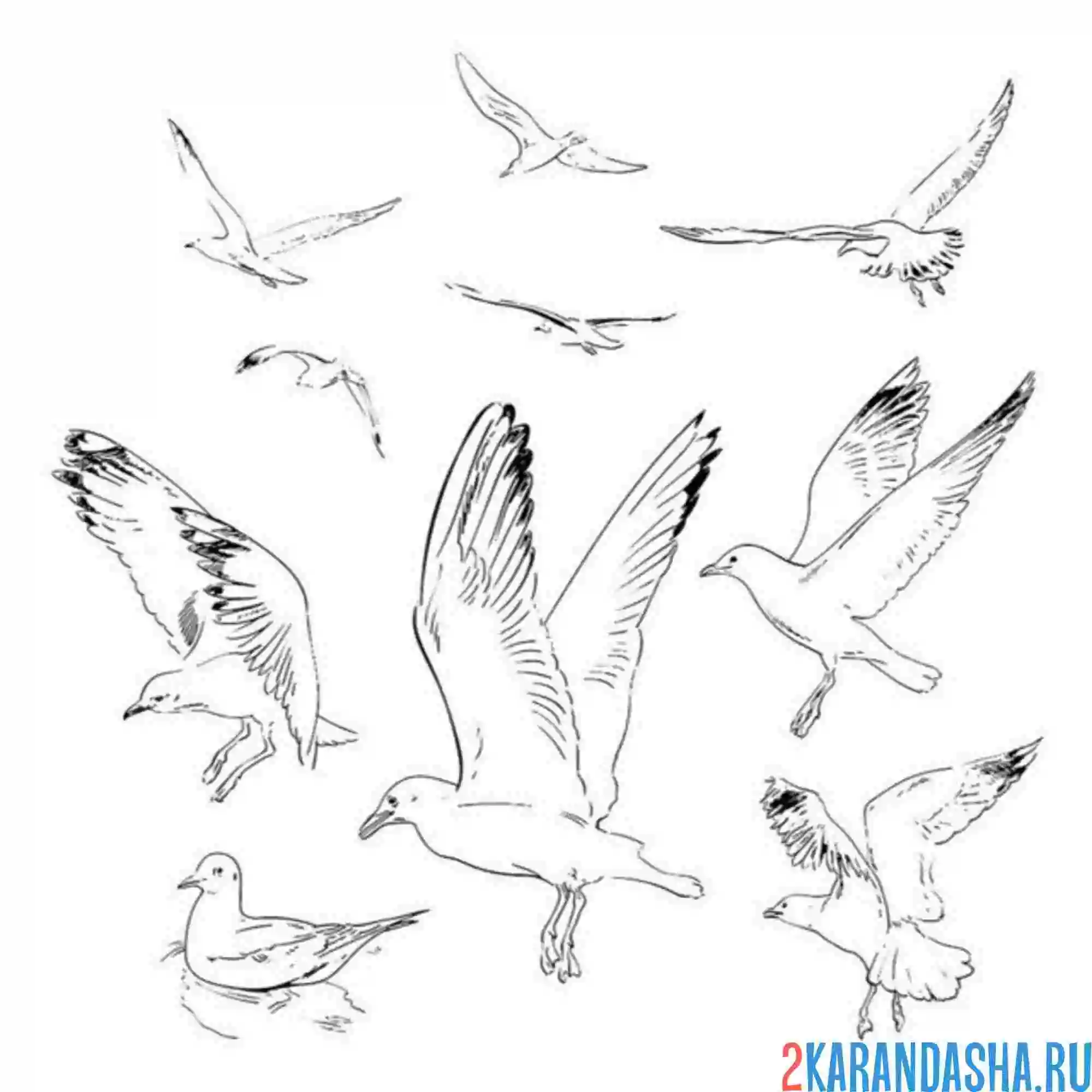 Раскраска чайки