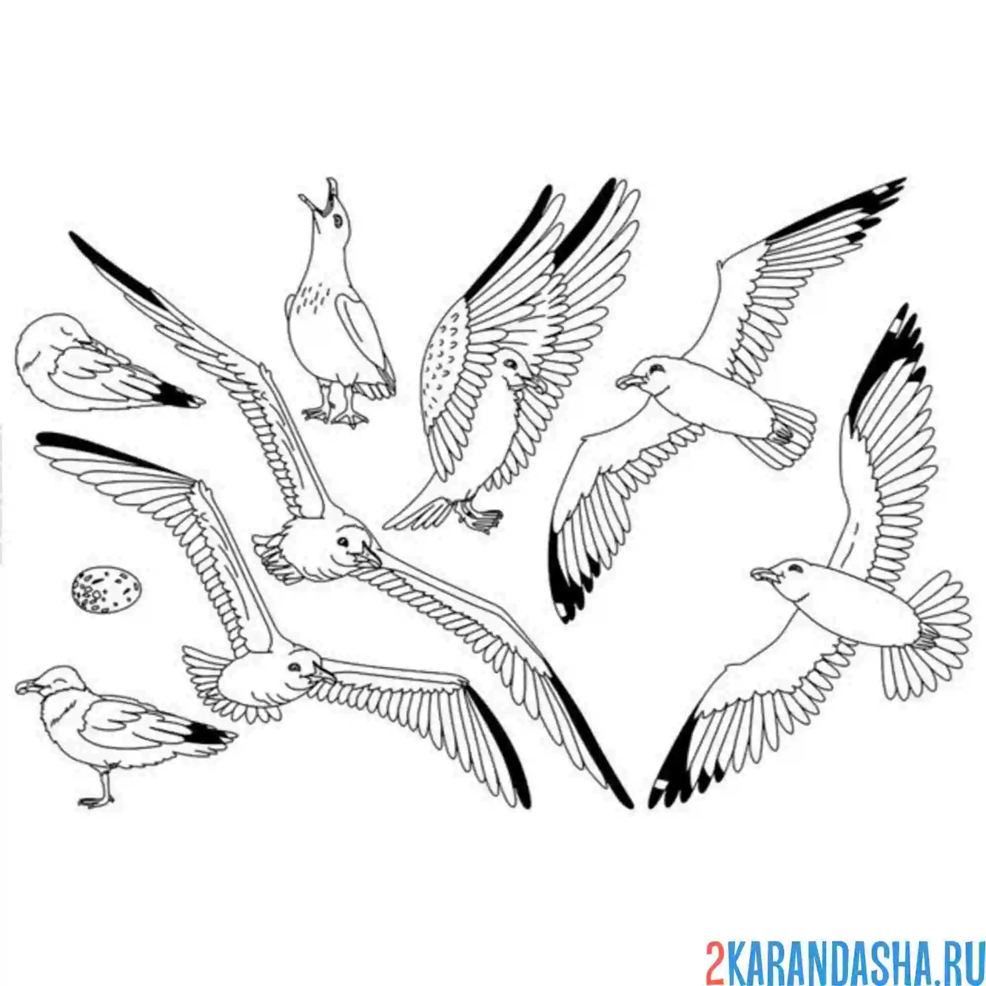 Раскраска разнообразие чаек