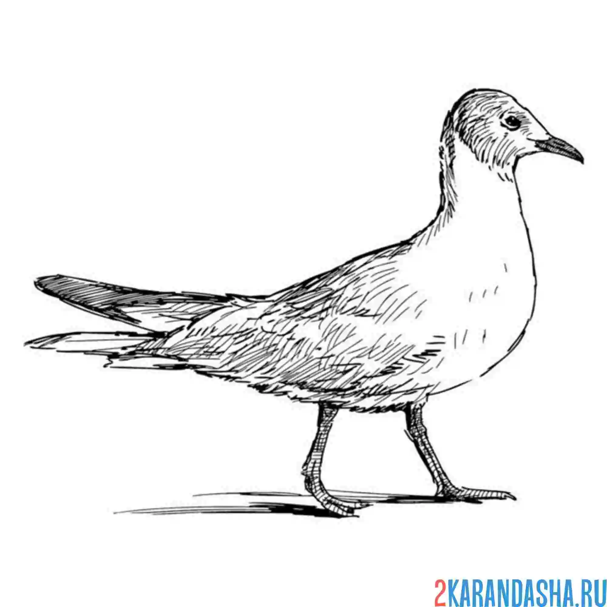 Раскраска чайка гуляет