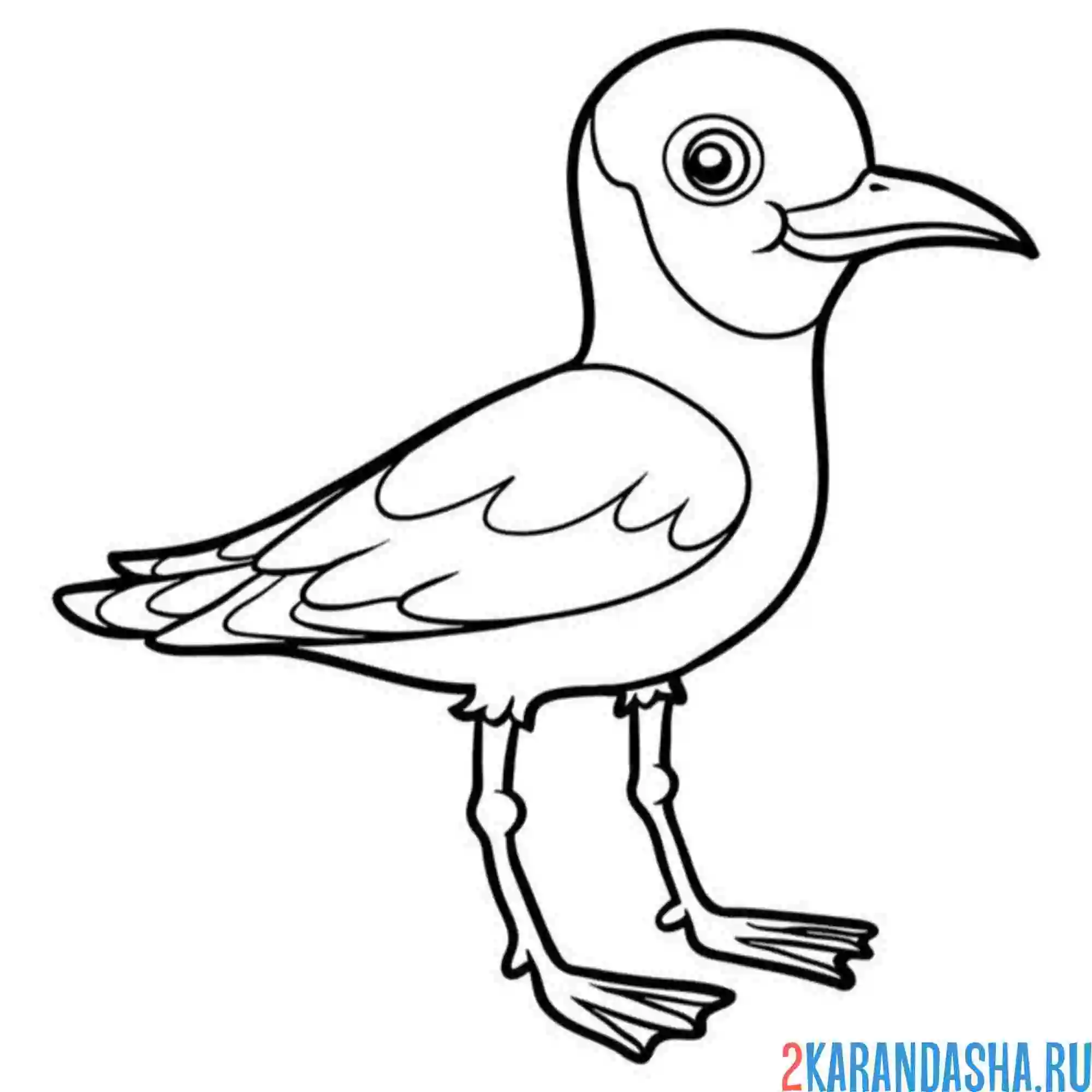 Раскраска чайка черноголовая