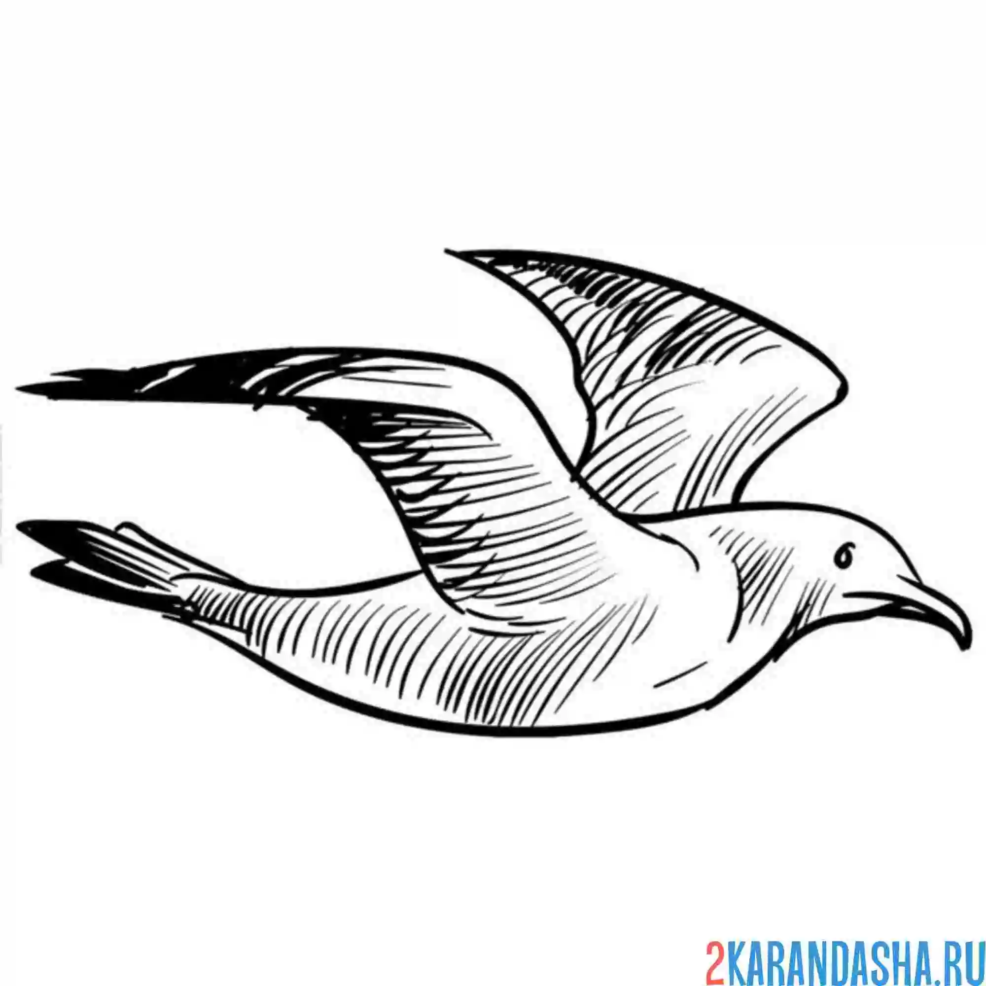 Раскраска птица чайка полет
