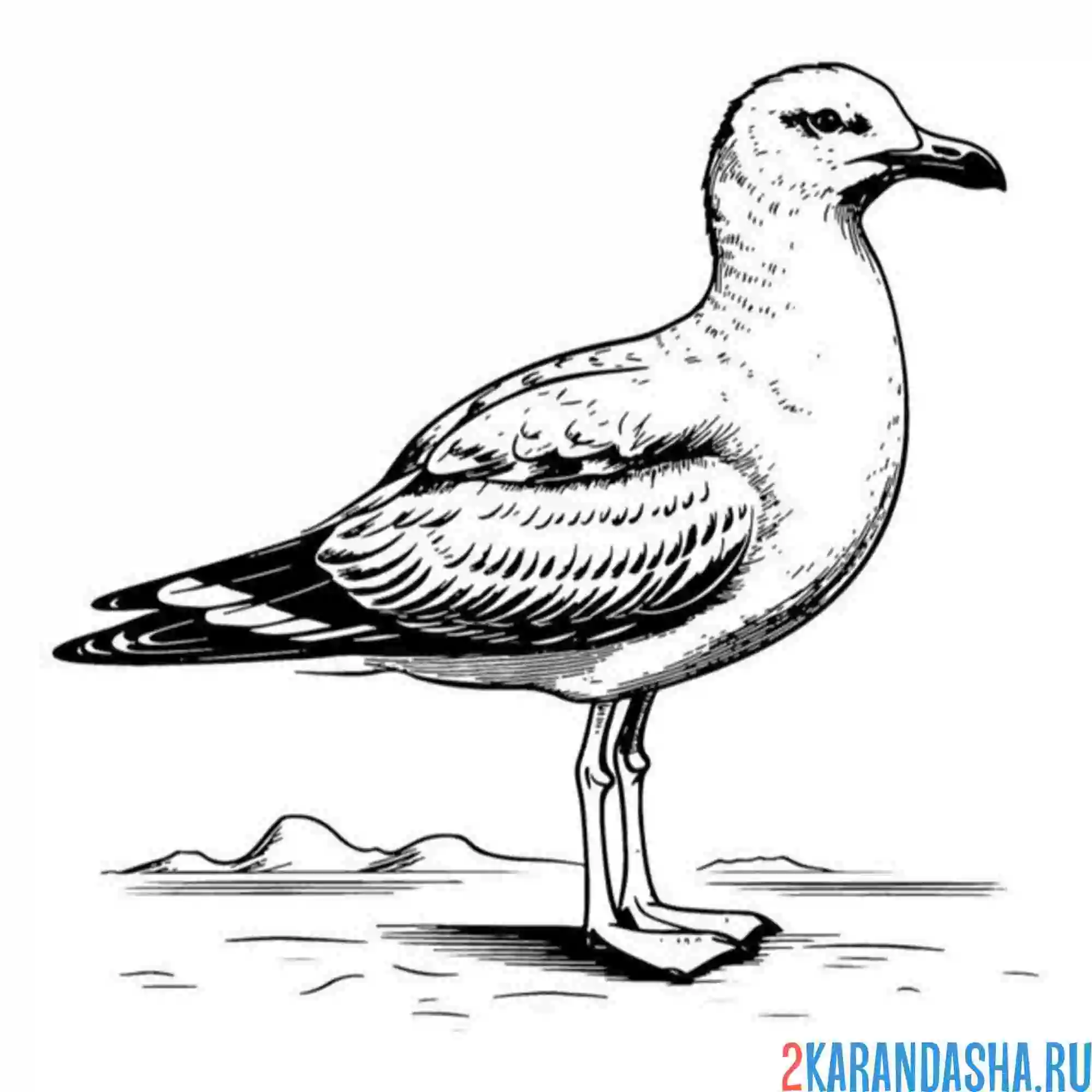 Раскраска чайка дзен