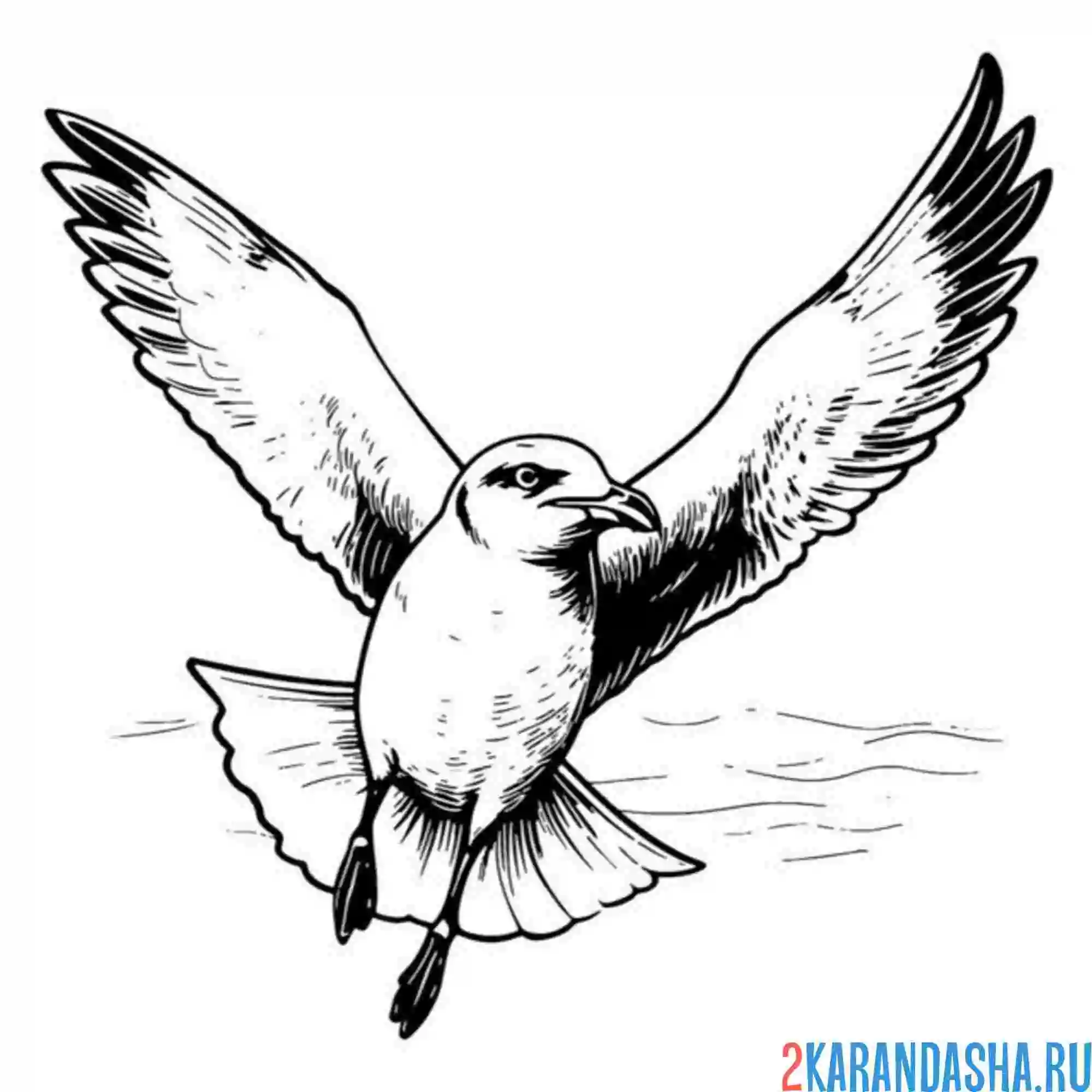Раскраска чайка вид спереди