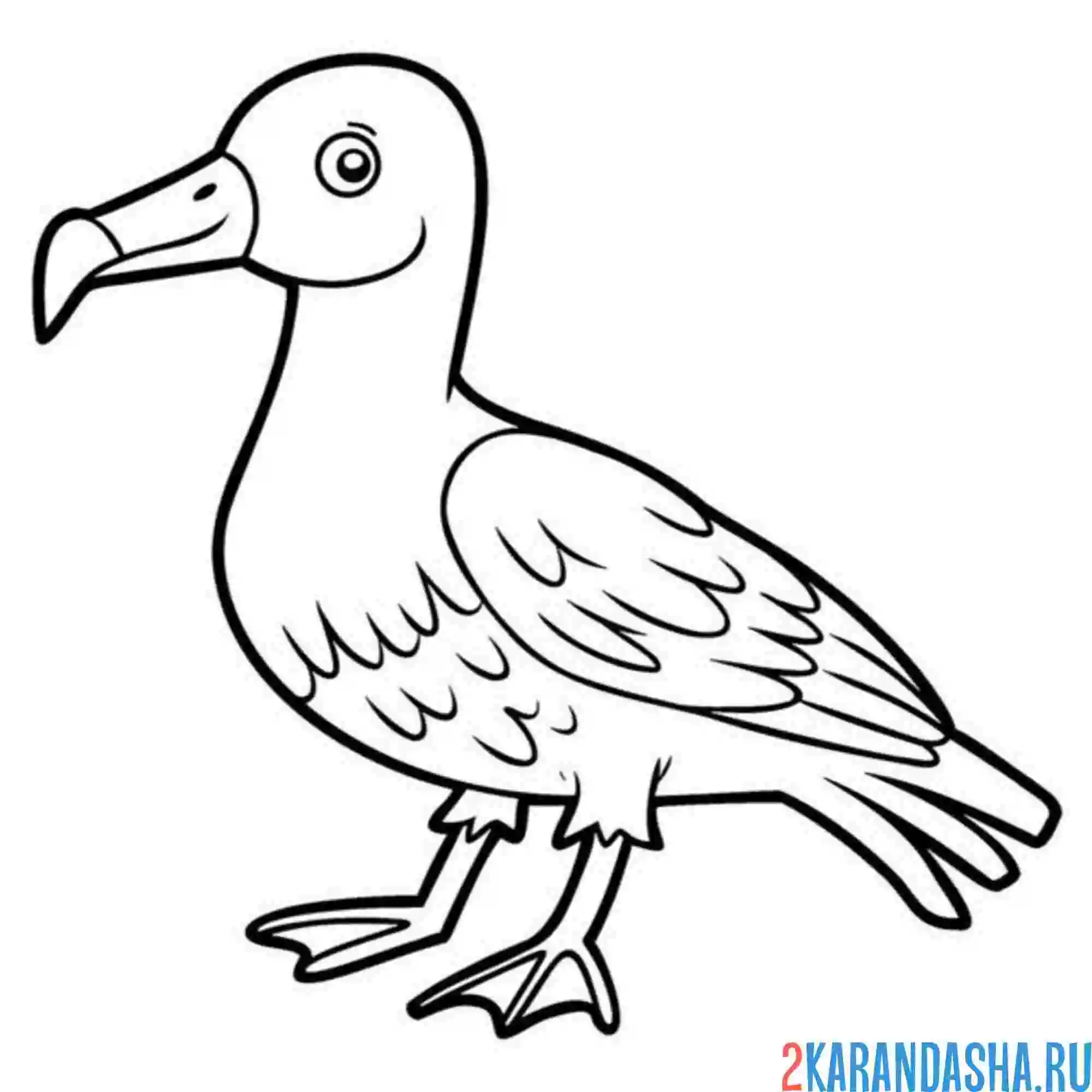 Раскраска альбатрос птица как чайка