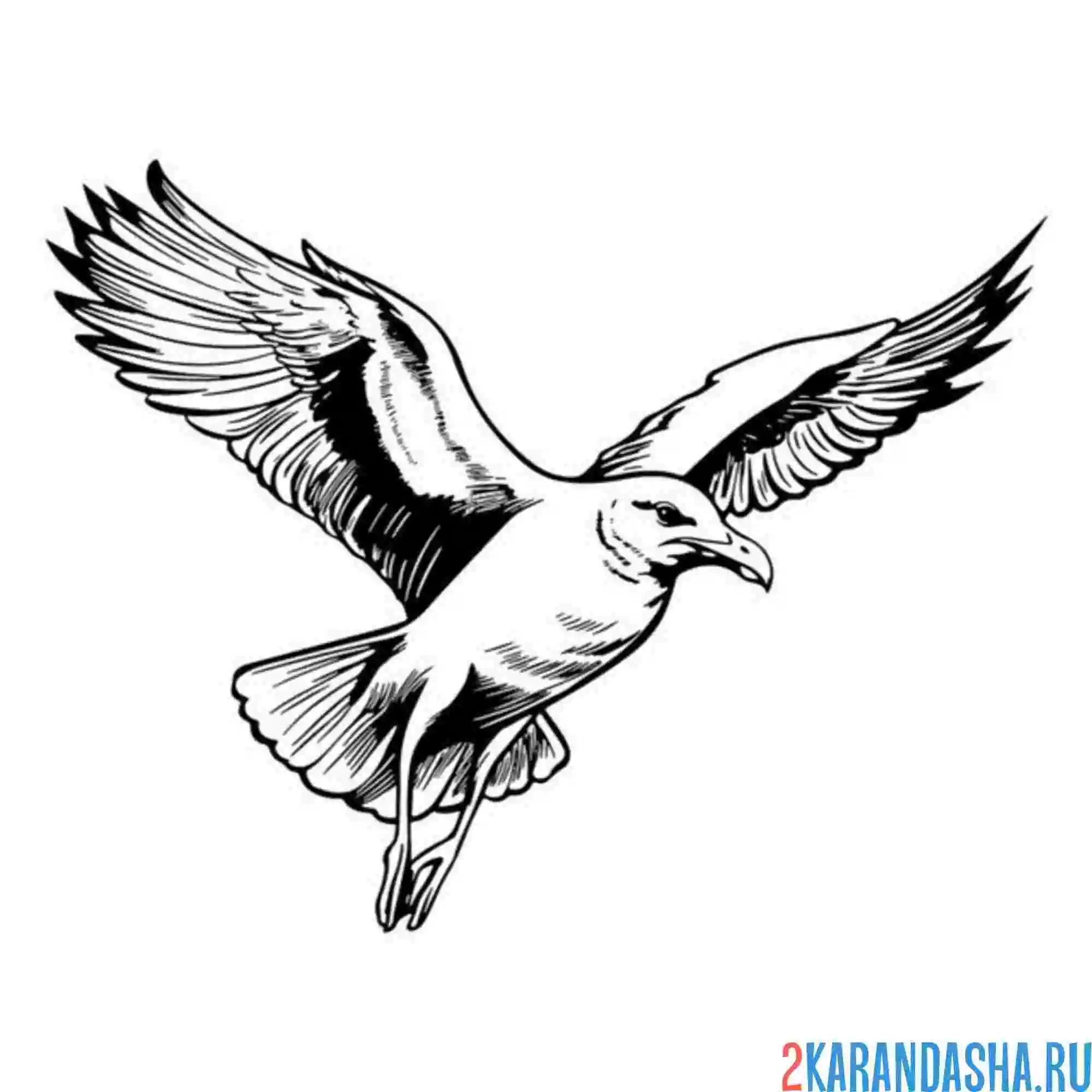 Раскраска чайка красиво летит