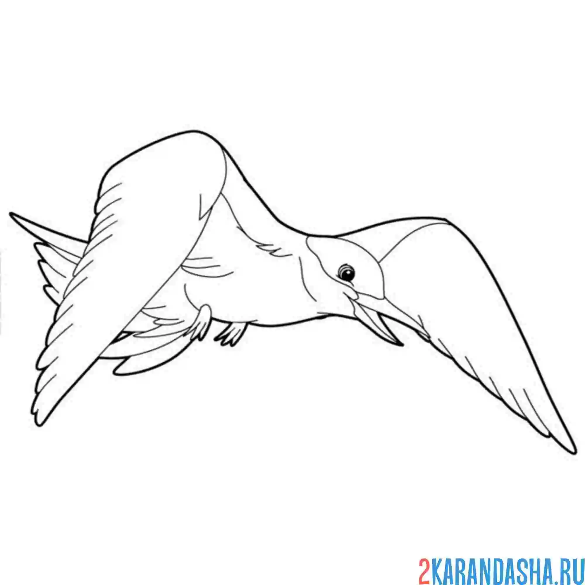 Раскраска галочка чайка