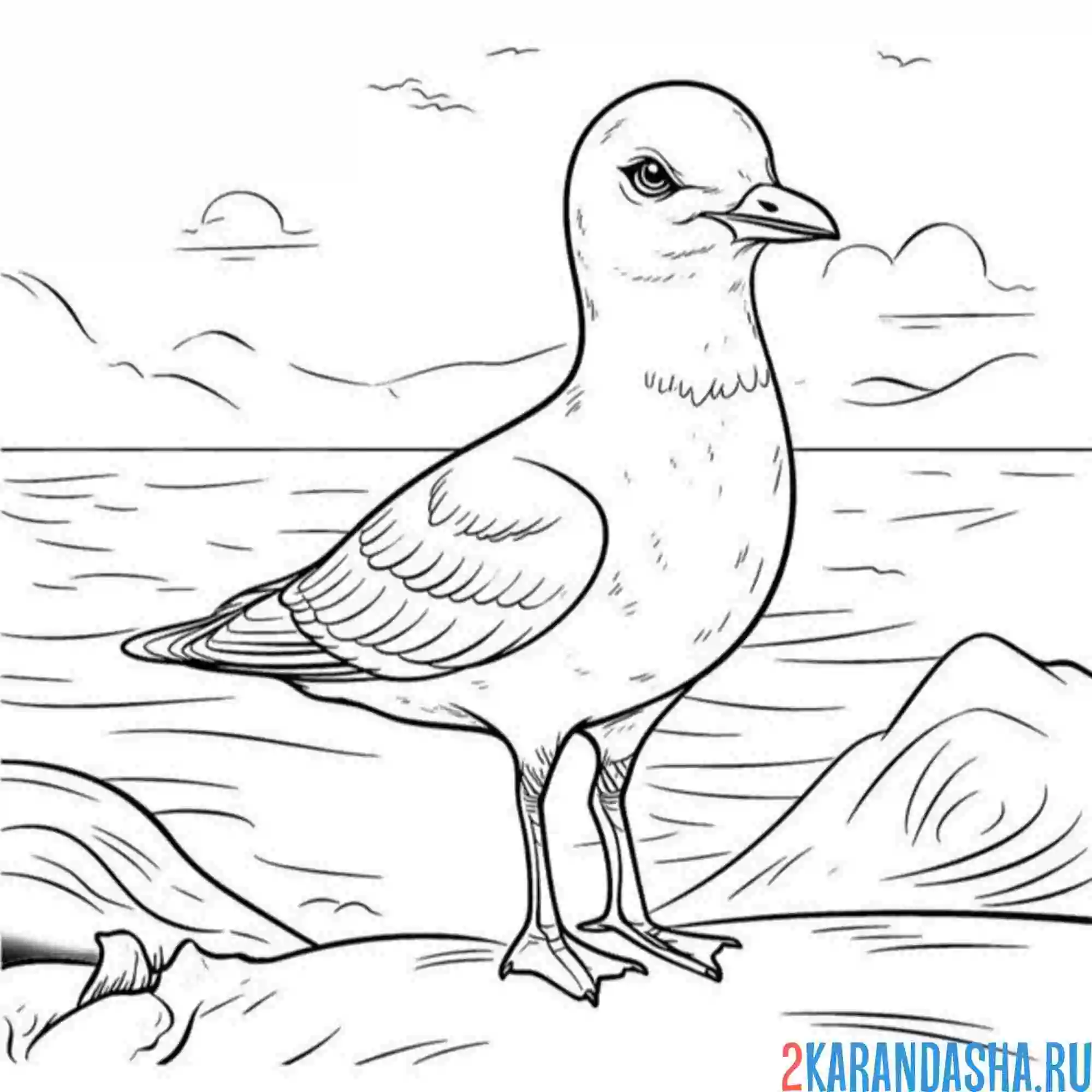 Раскраска чайка смешная птица