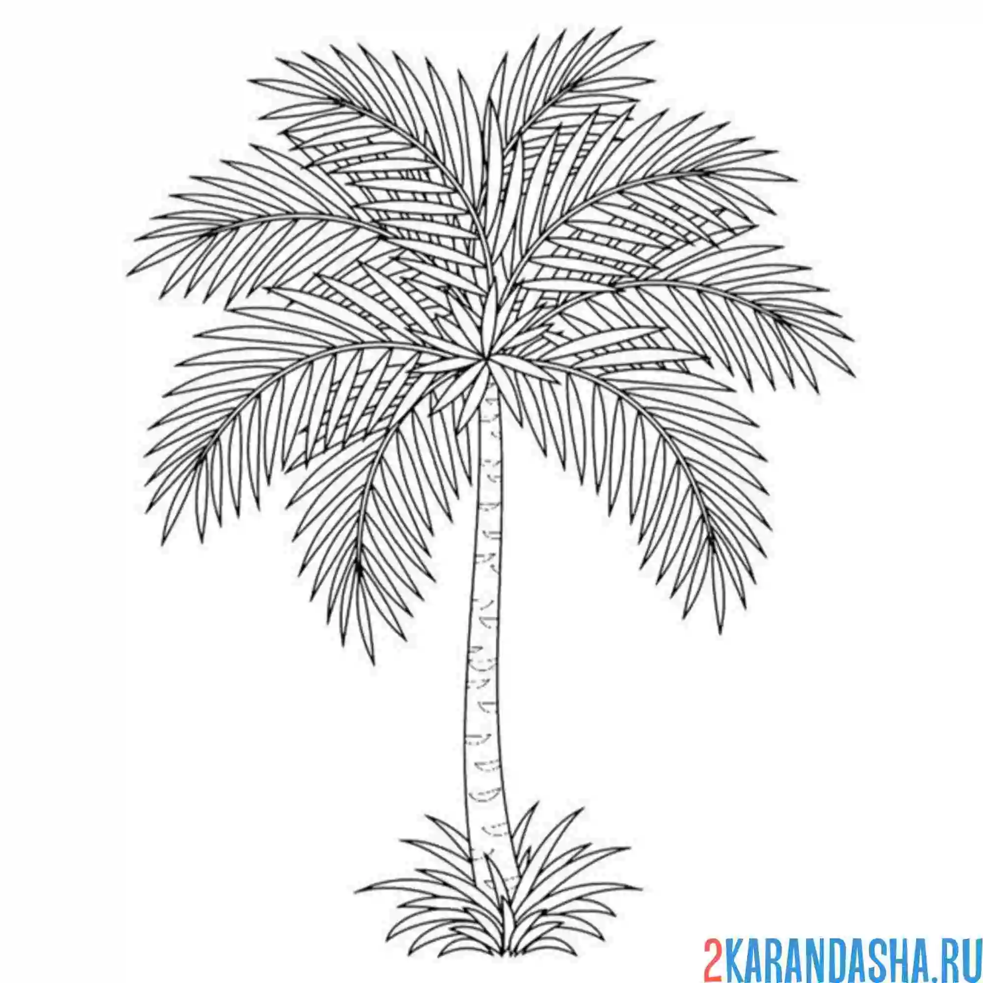 Раскраска красивая пальма