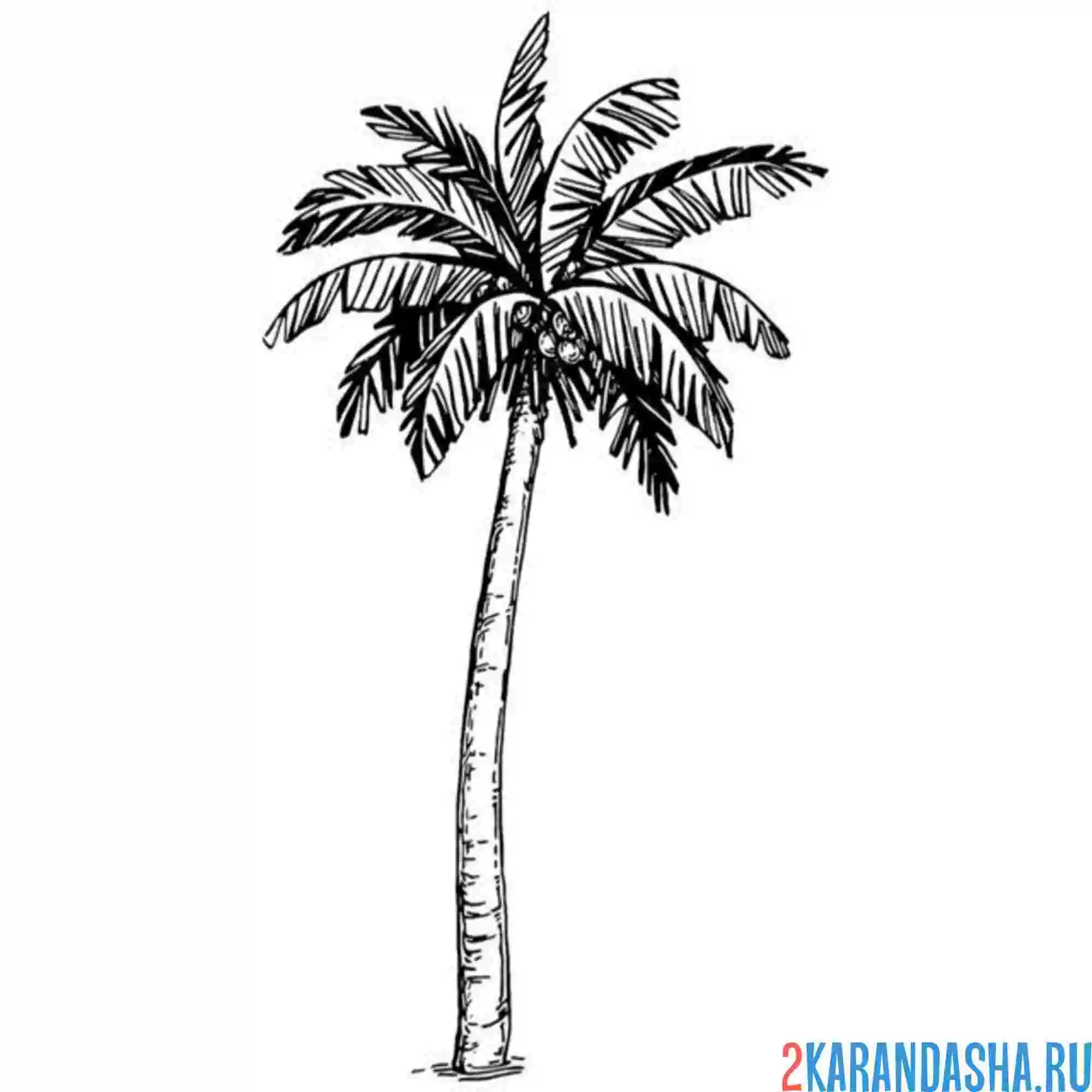 Раскраска пальма высокая