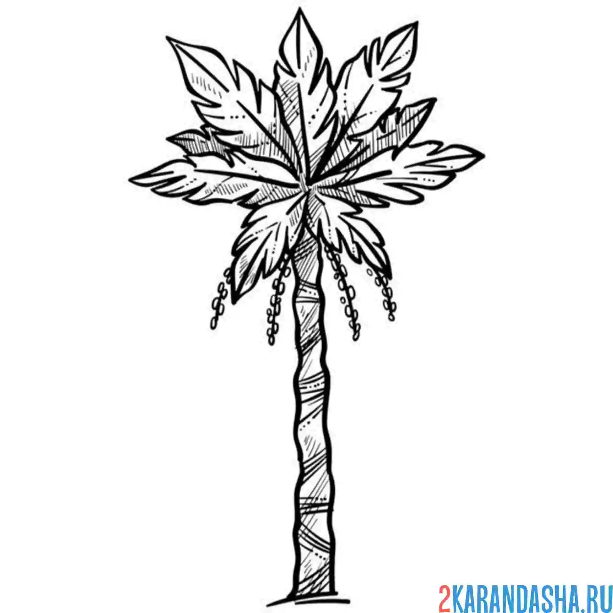 Раскраска пальма без кокоса