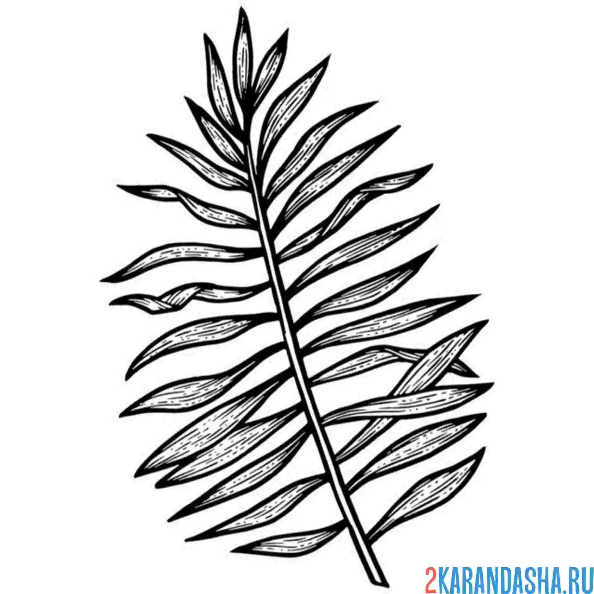 Раскраска пальмовый лист