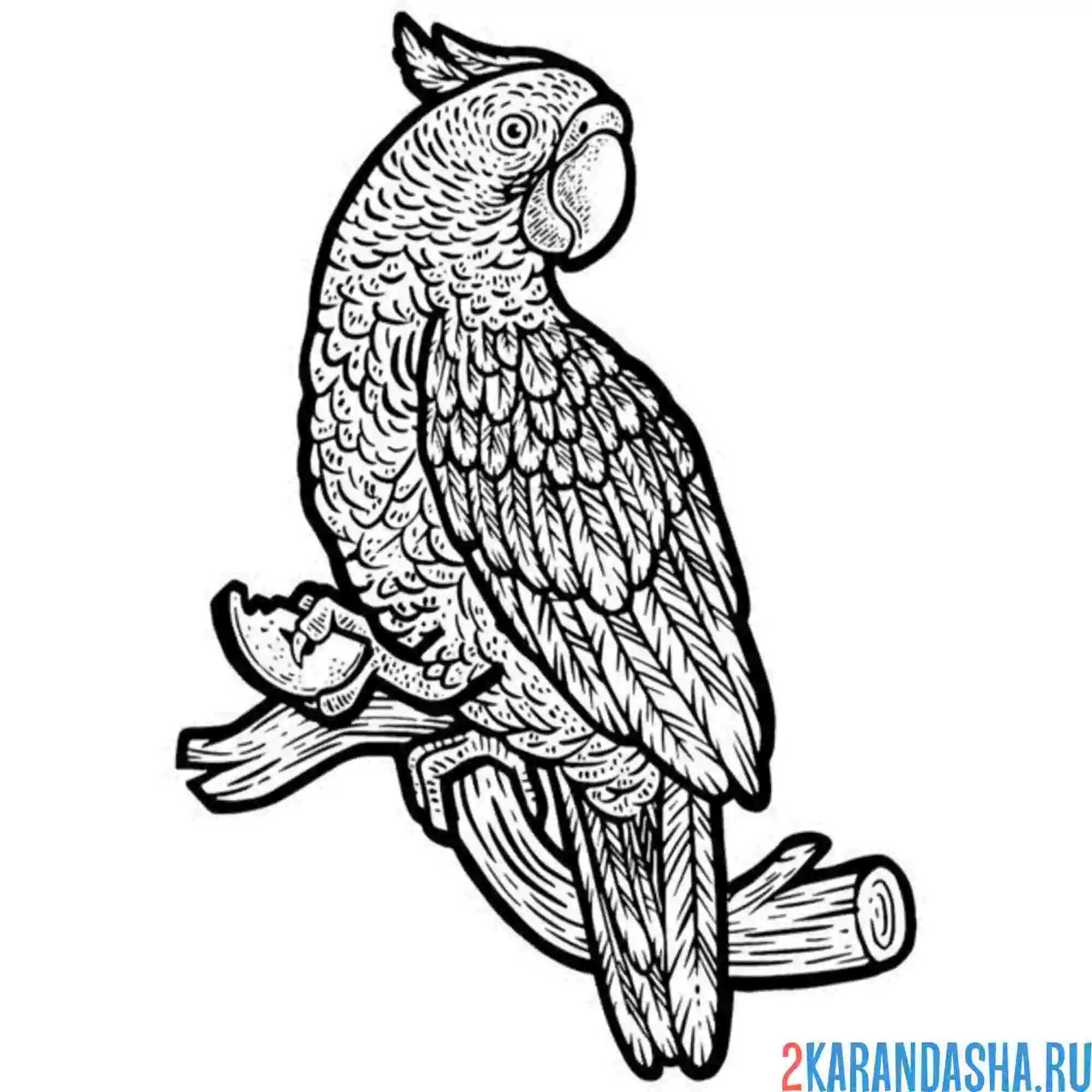 Раскраска большой попугай ара
