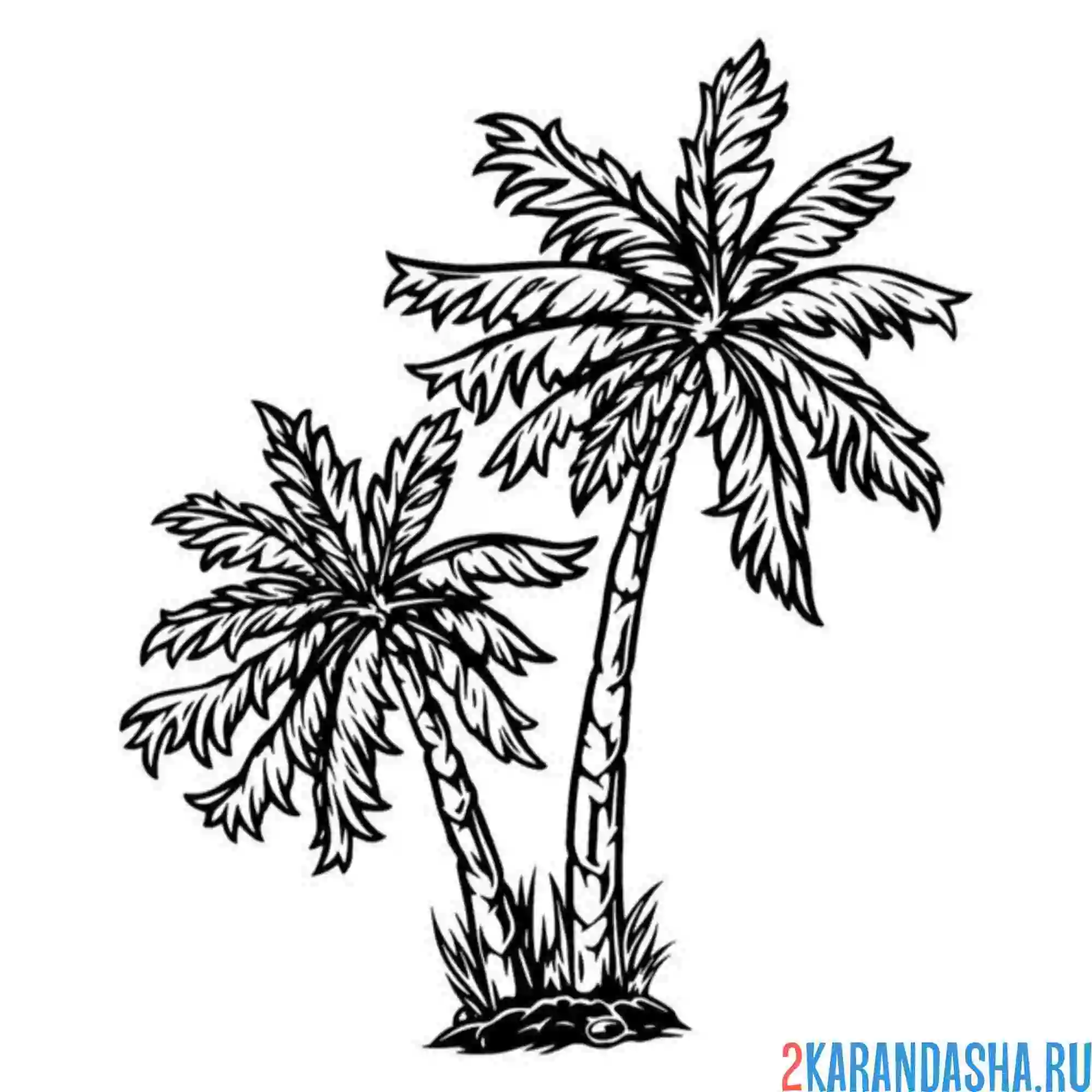 Раскраска пальмы из тайланда