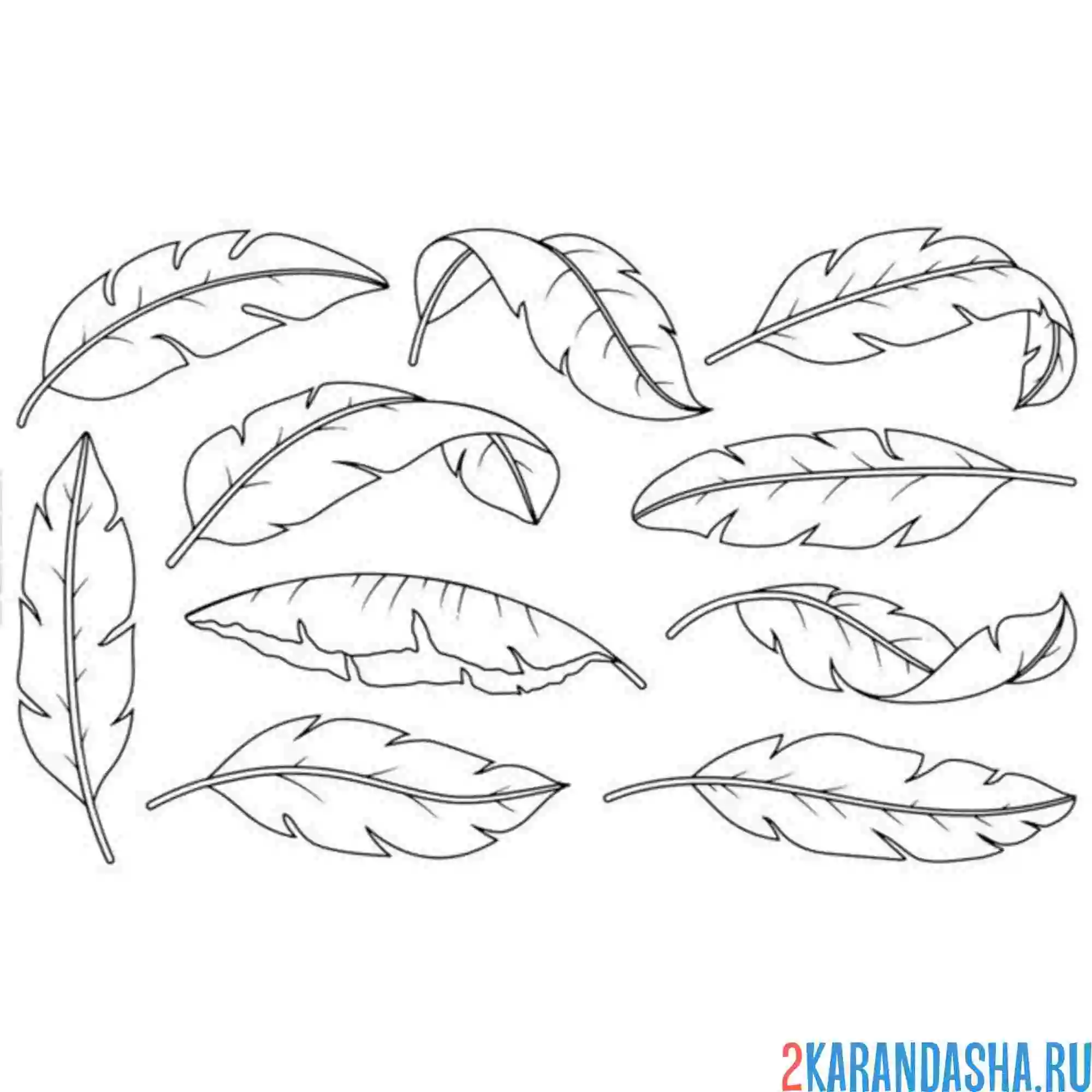 Раскраска пальмовые листья