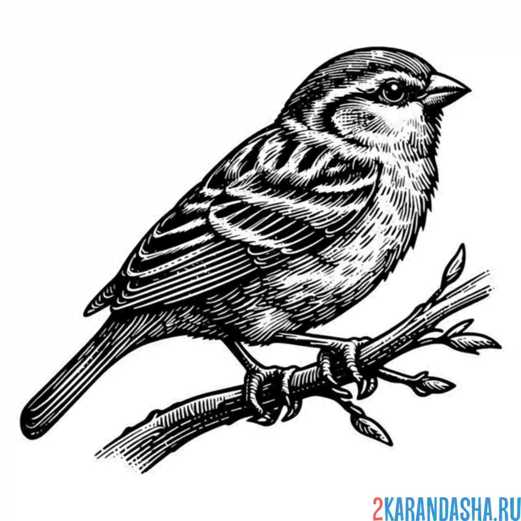 Раскраска воробушек