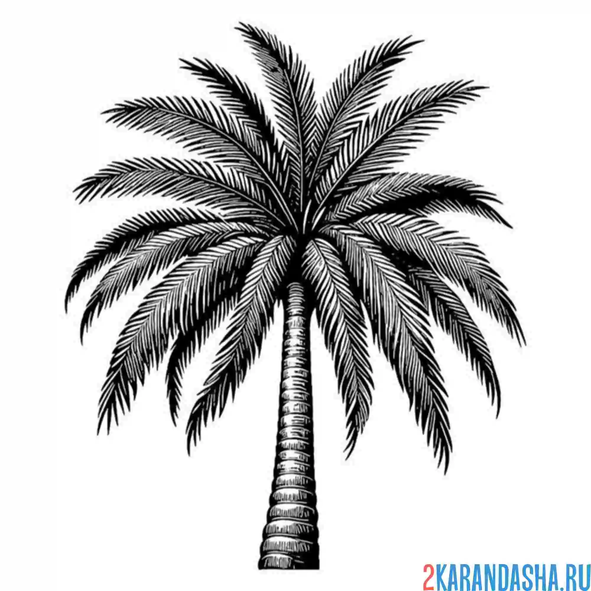 Раскраска настоящая пальма