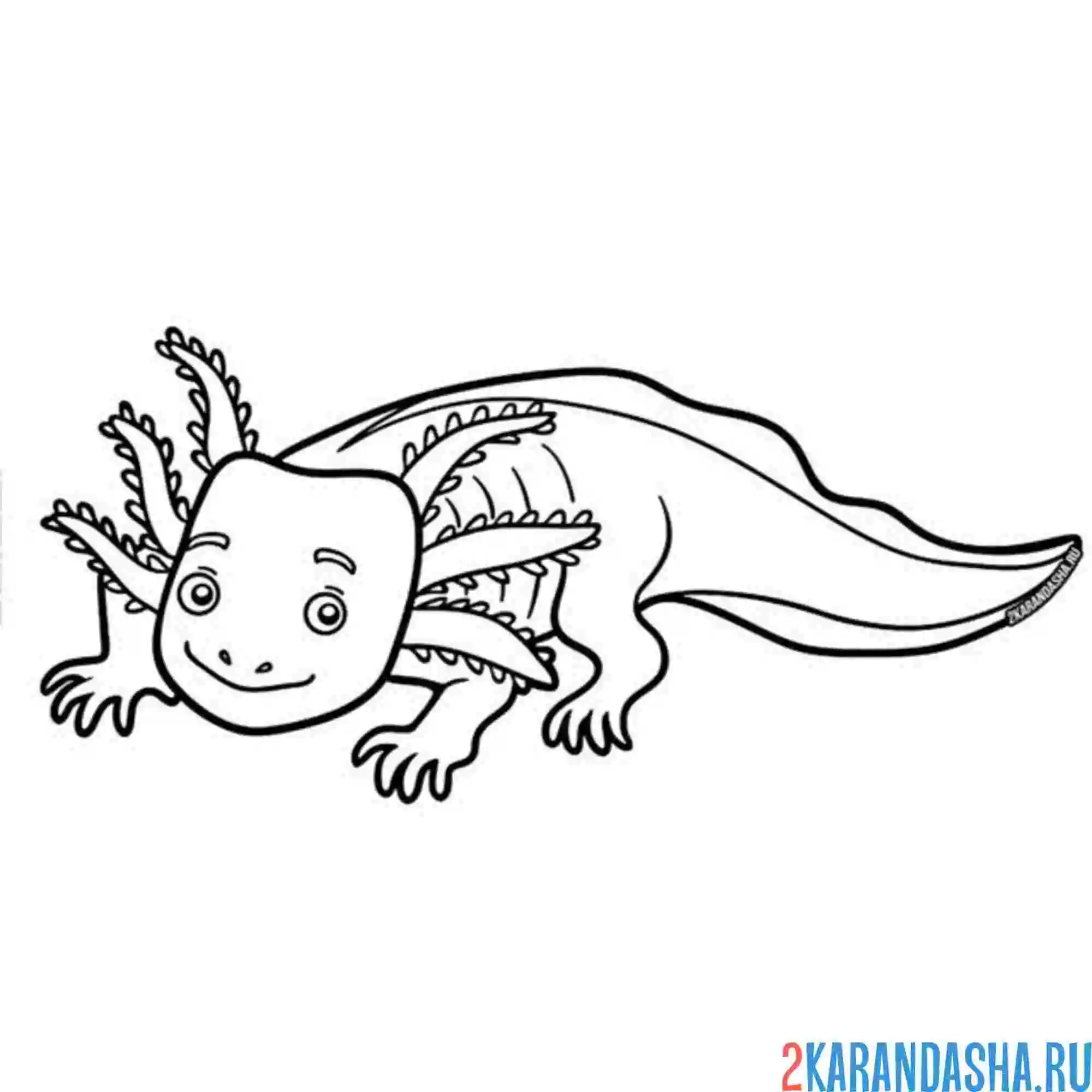 Раскраска аксолотль розовый