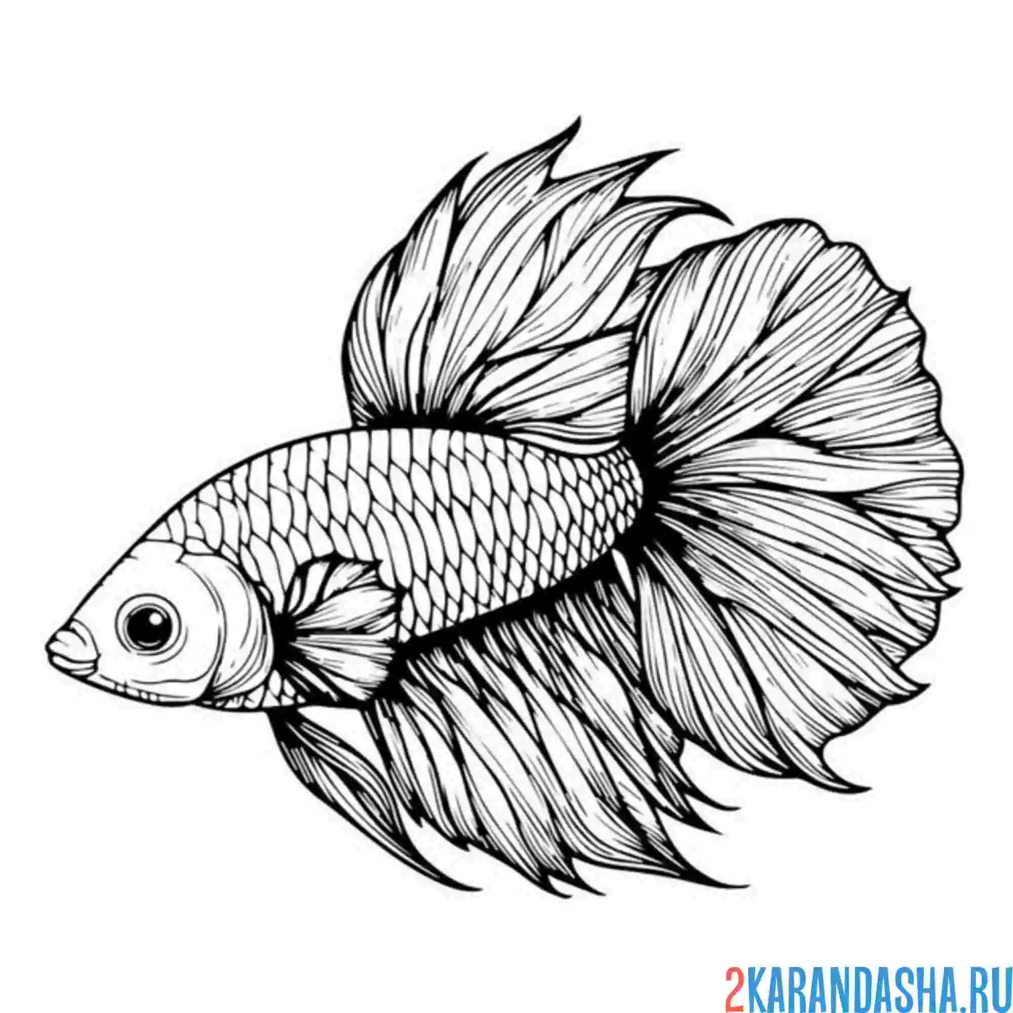 Раскраска супер-красивая рыбка