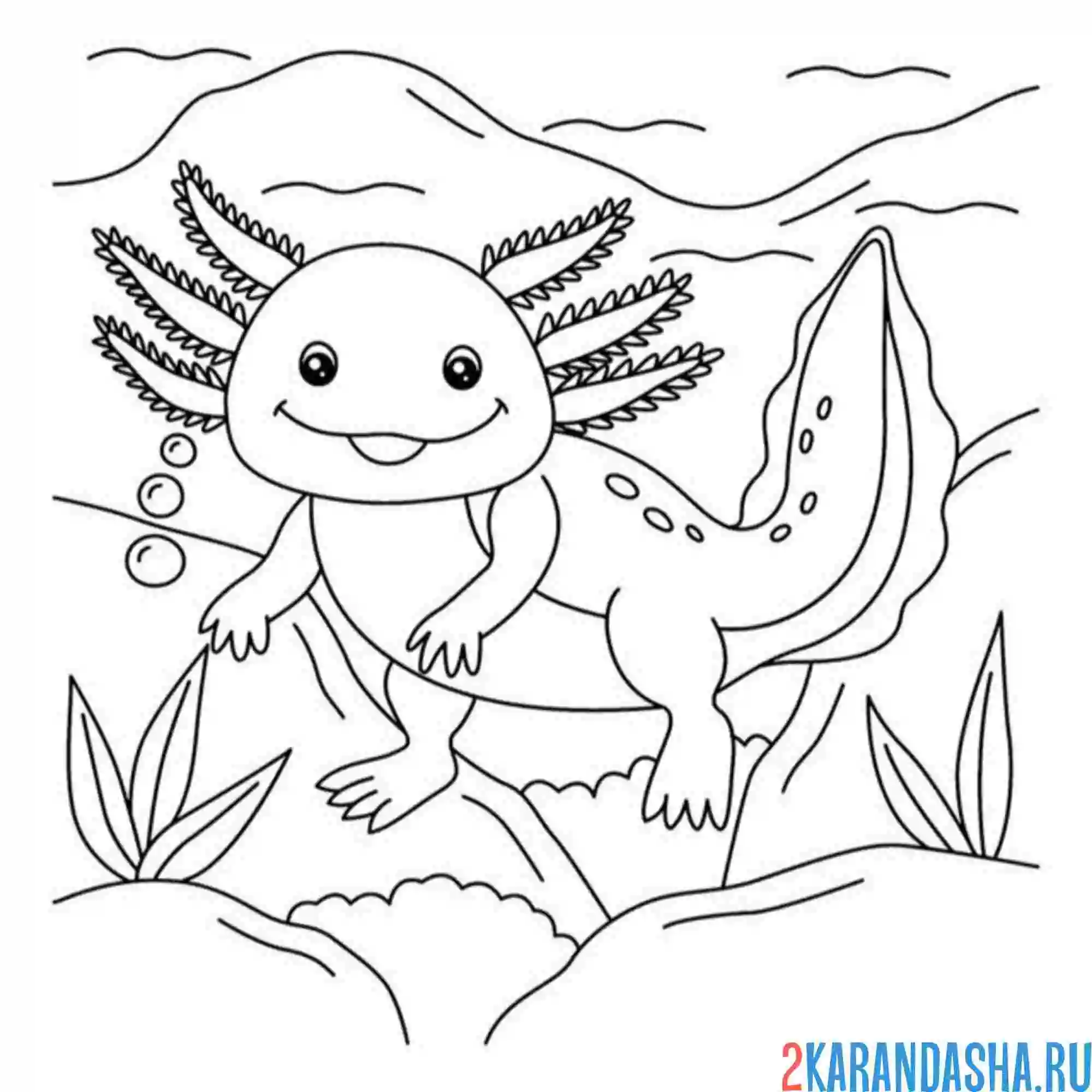 Раскраска аксолотль плавает