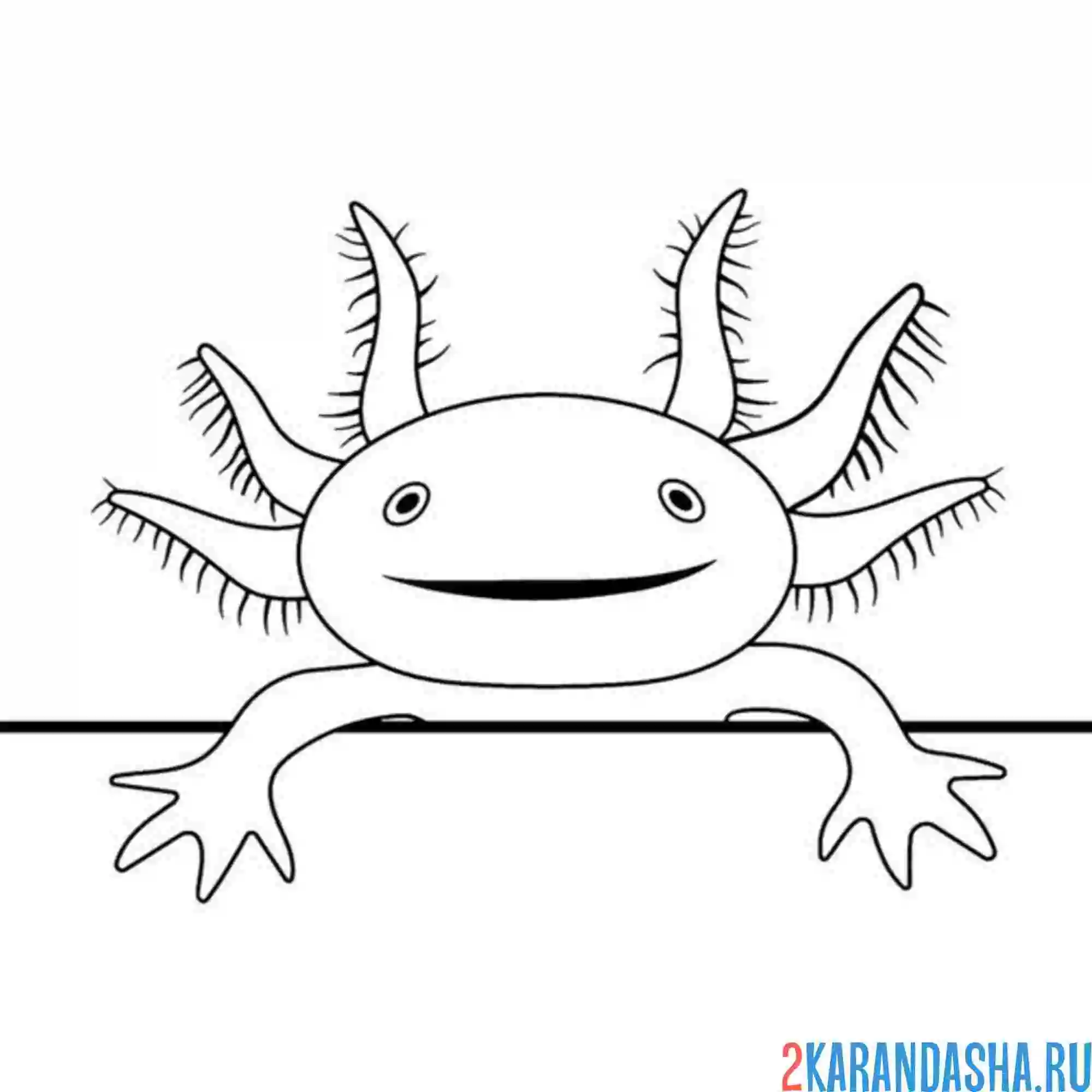 Раскраска аксолотль голова