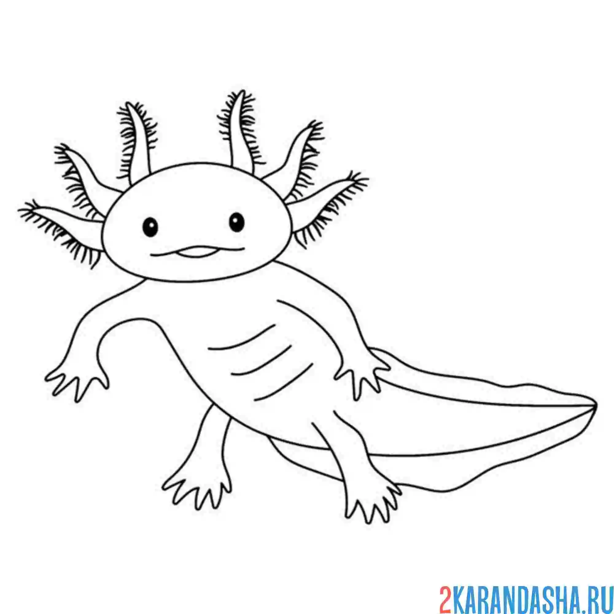 Раскраска аксолотль без аквариума