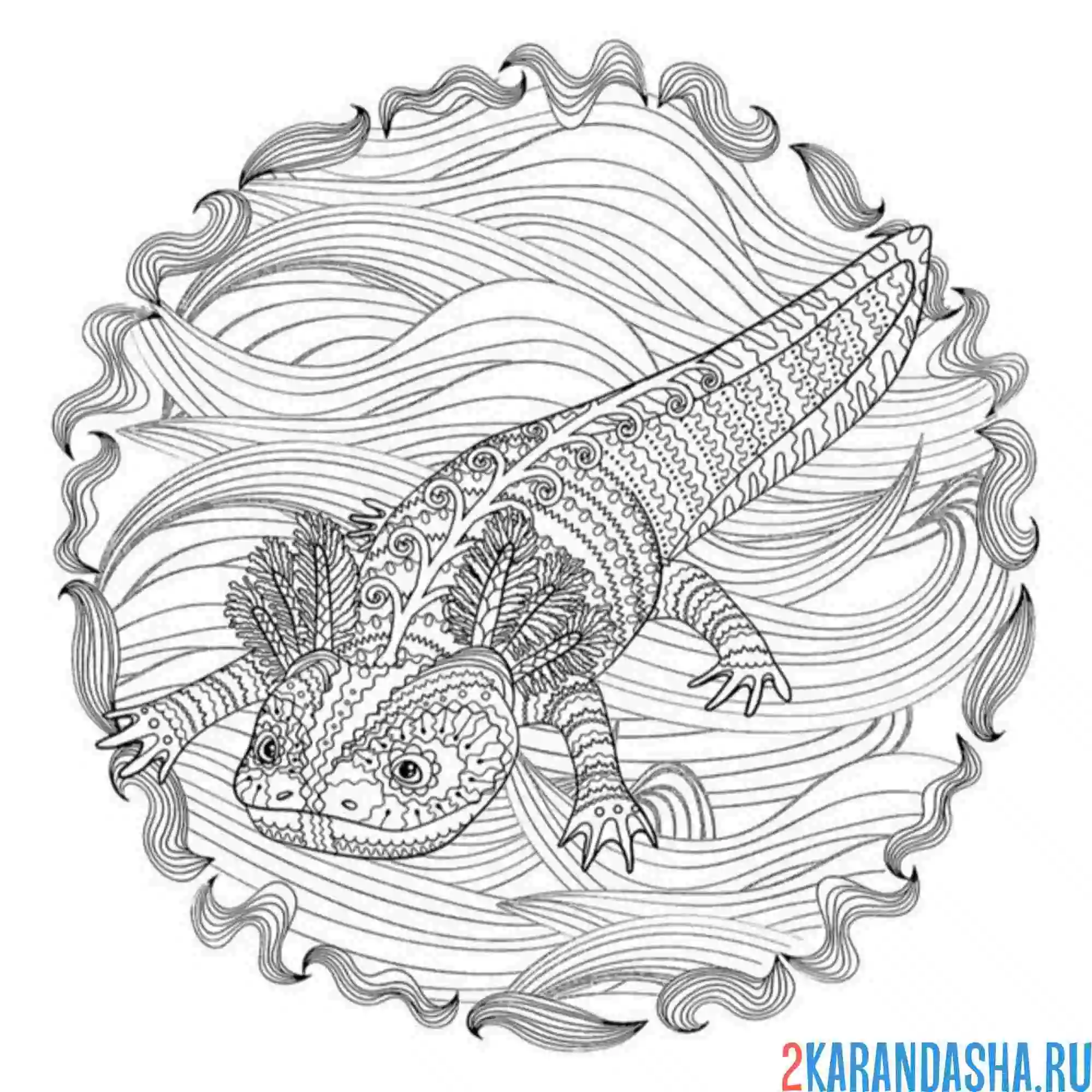 Раскраска аксолотль взрослый