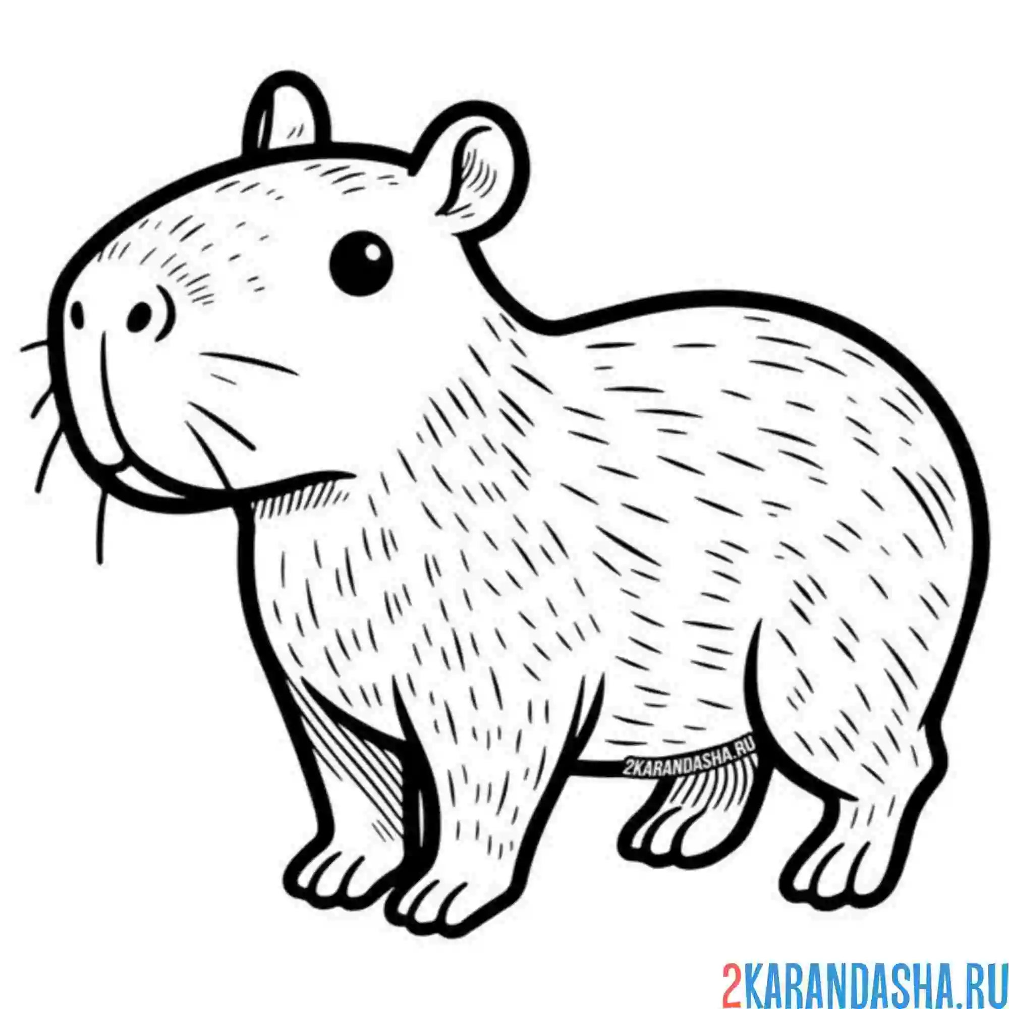 Раскраска грызун капибара