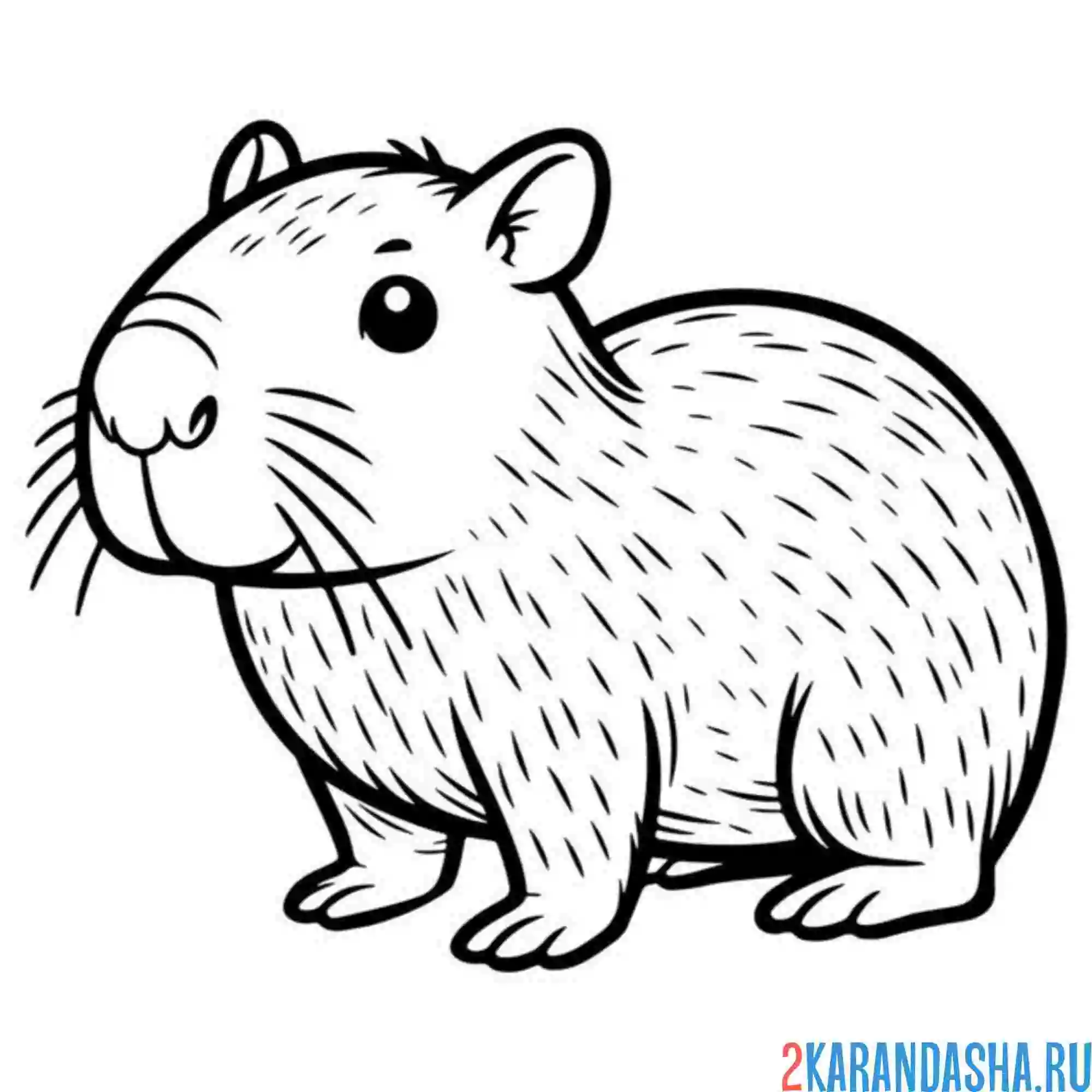 Раскраска пушистый капибара