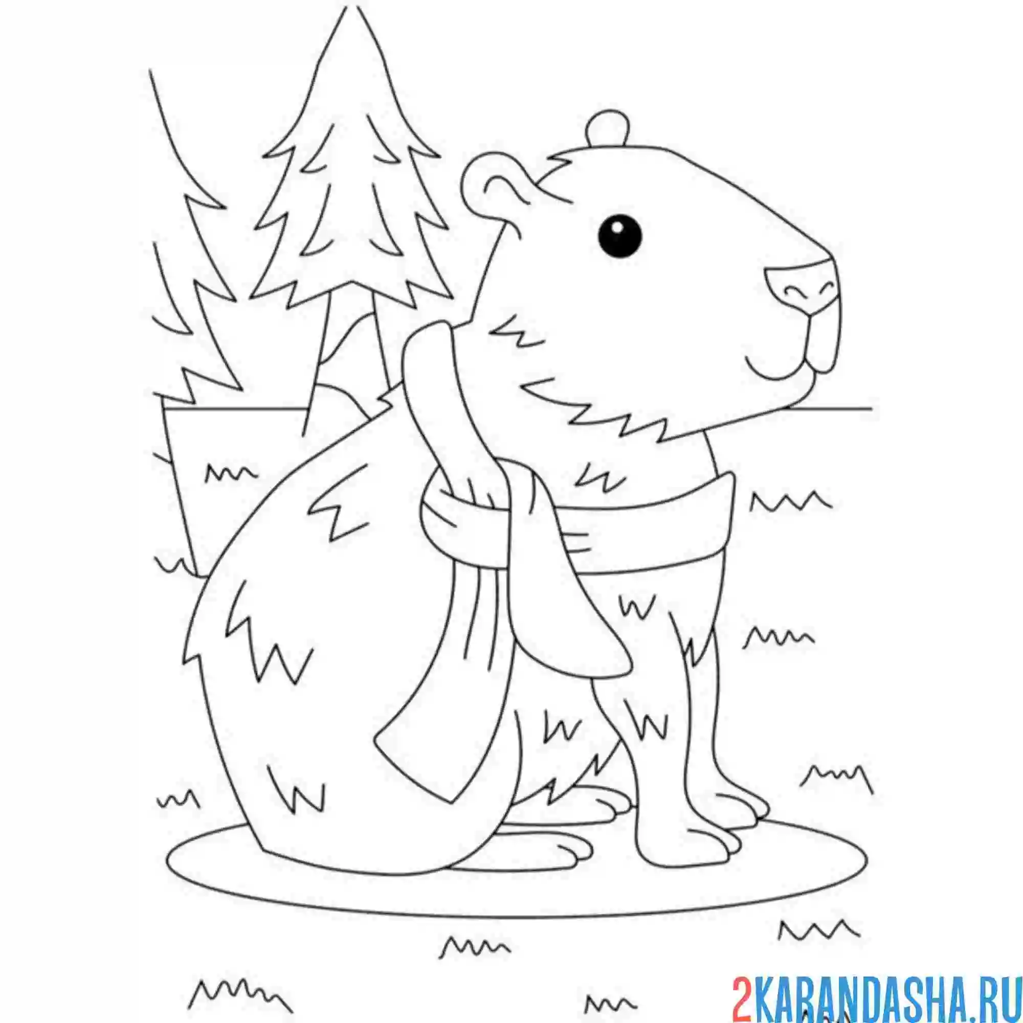Раскраска капибара в шарфе