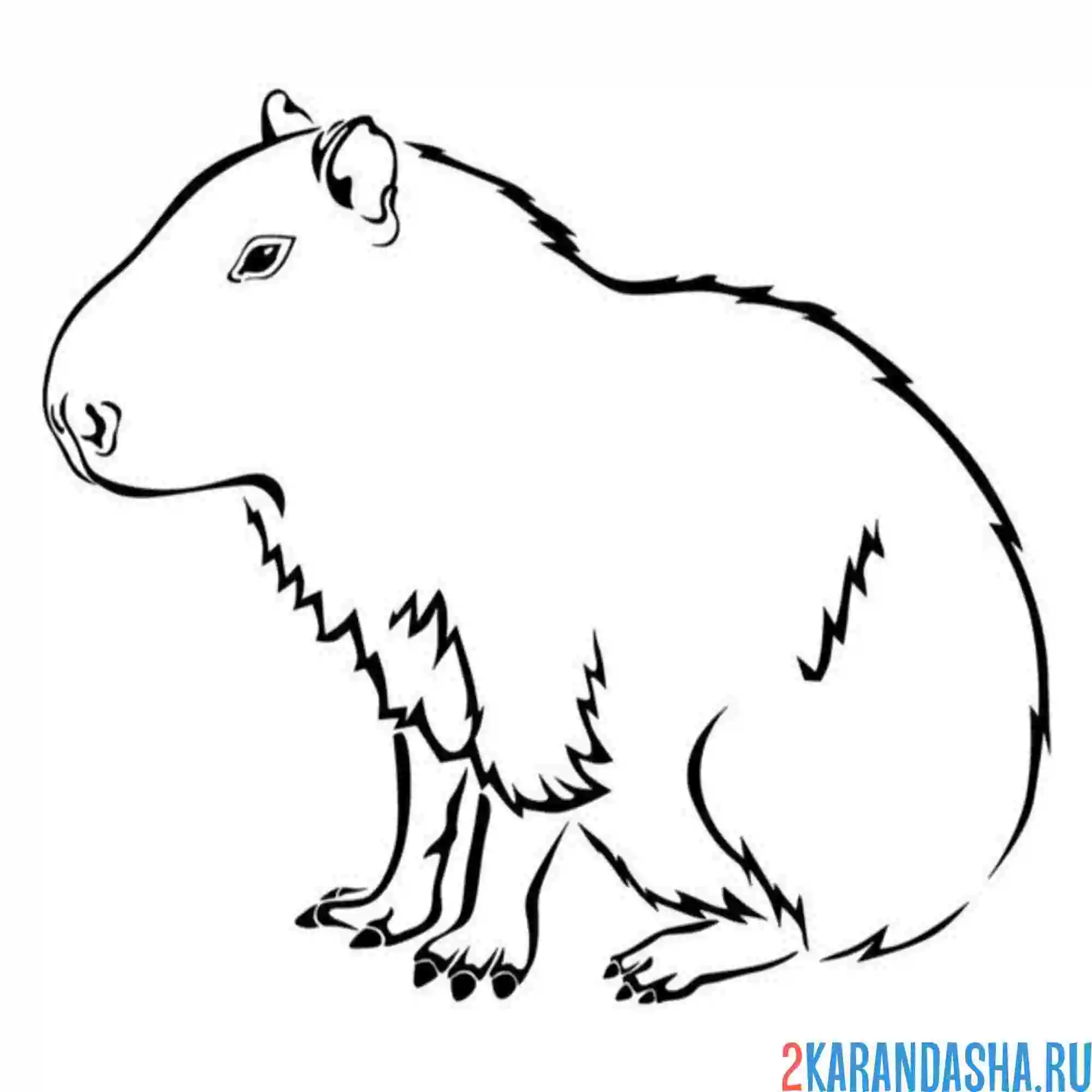 Рисунки капибары
