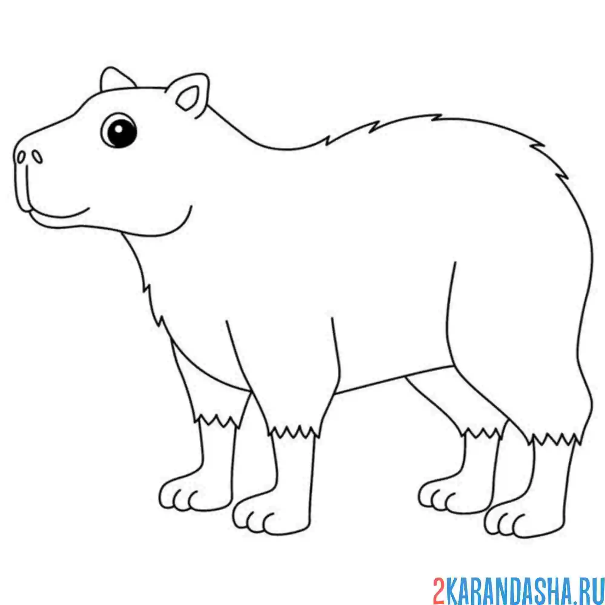 Раскраска капибара настоящий грызун