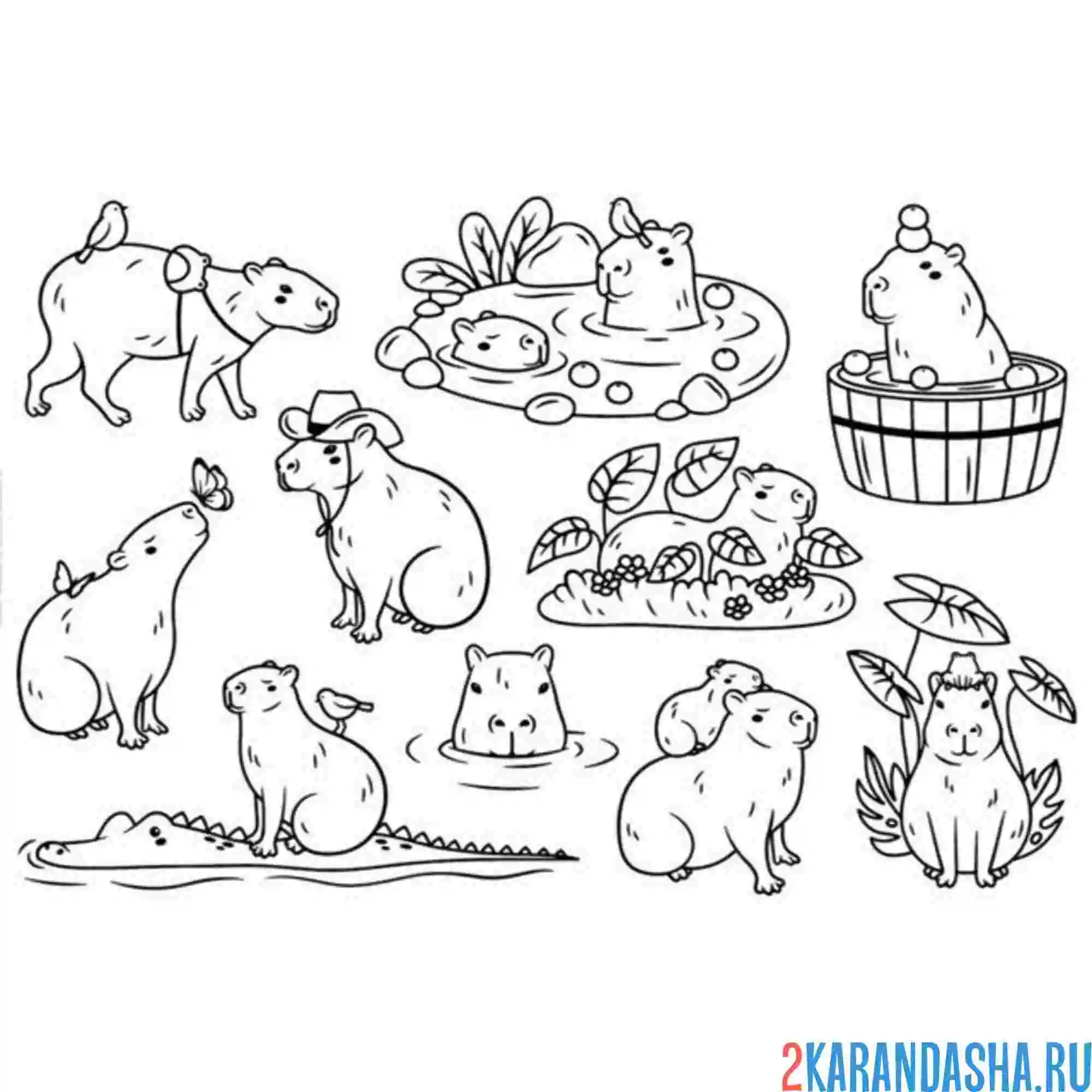 Раскраска много капибары