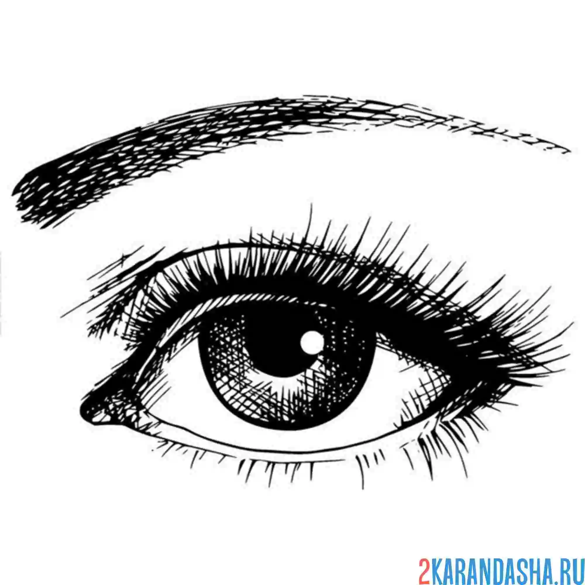 Раскраска глаза и веко