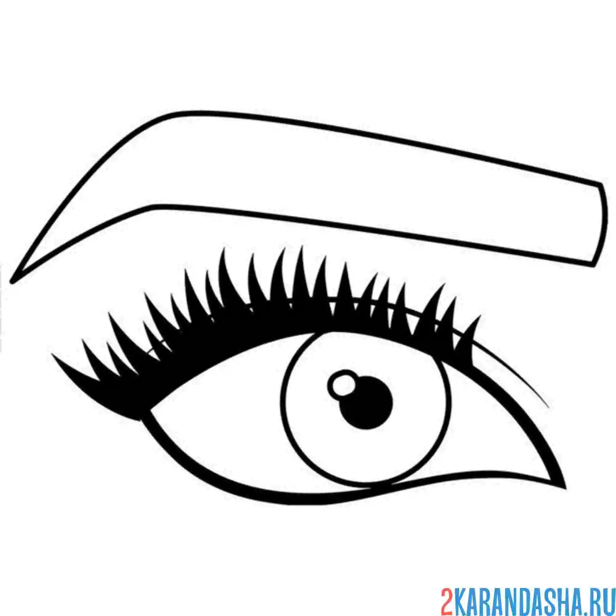 Раскраска глаз и контур брови