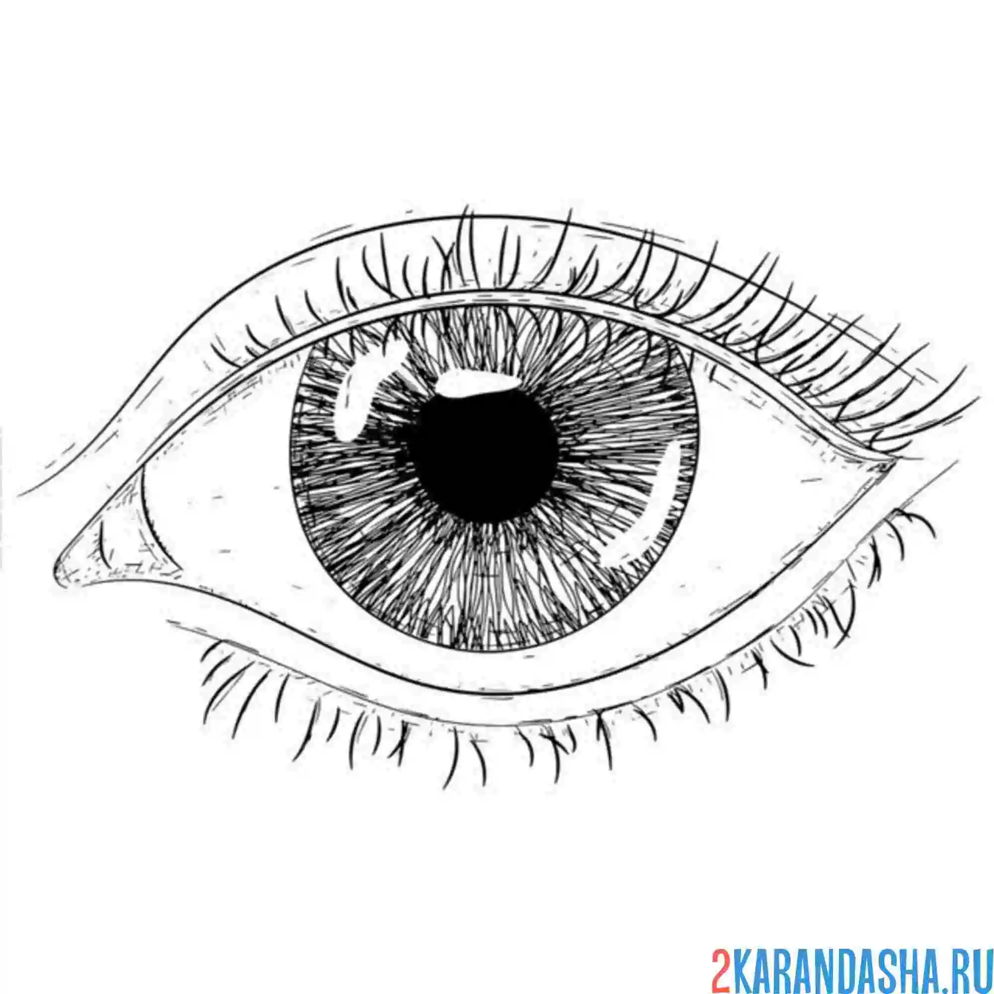Раскраска простой глаз