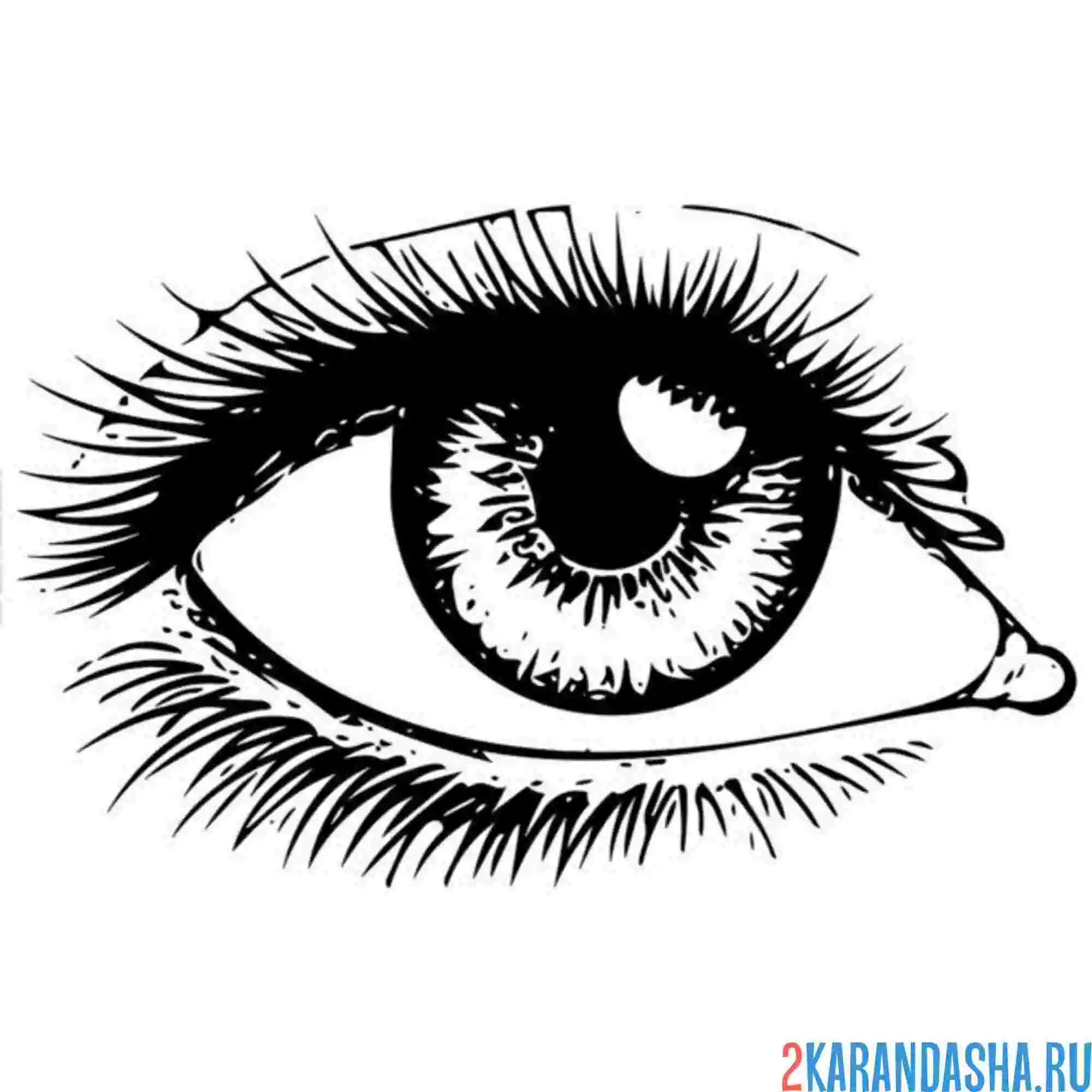 Раскраска глаз блик