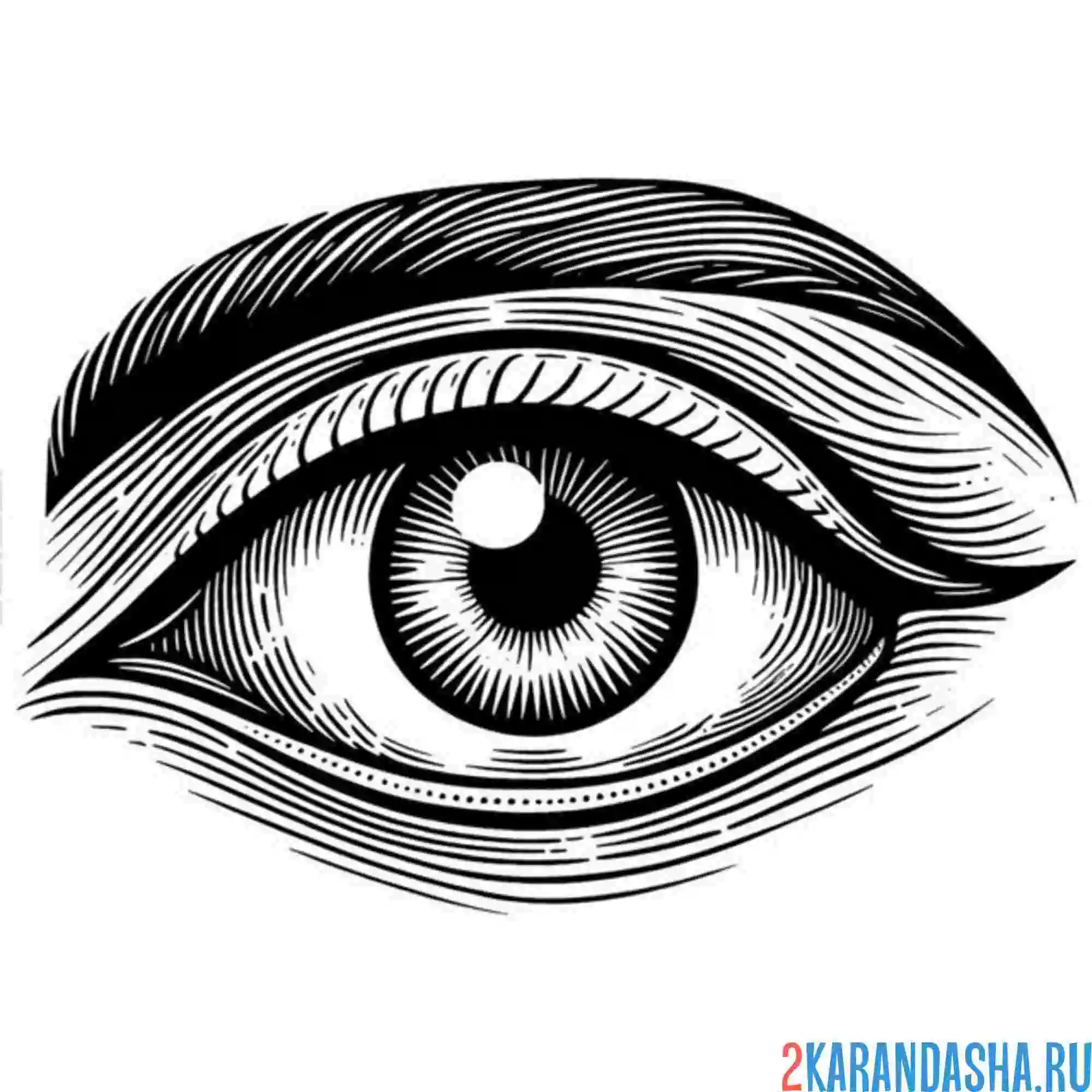 Раскраска глаз брови низки