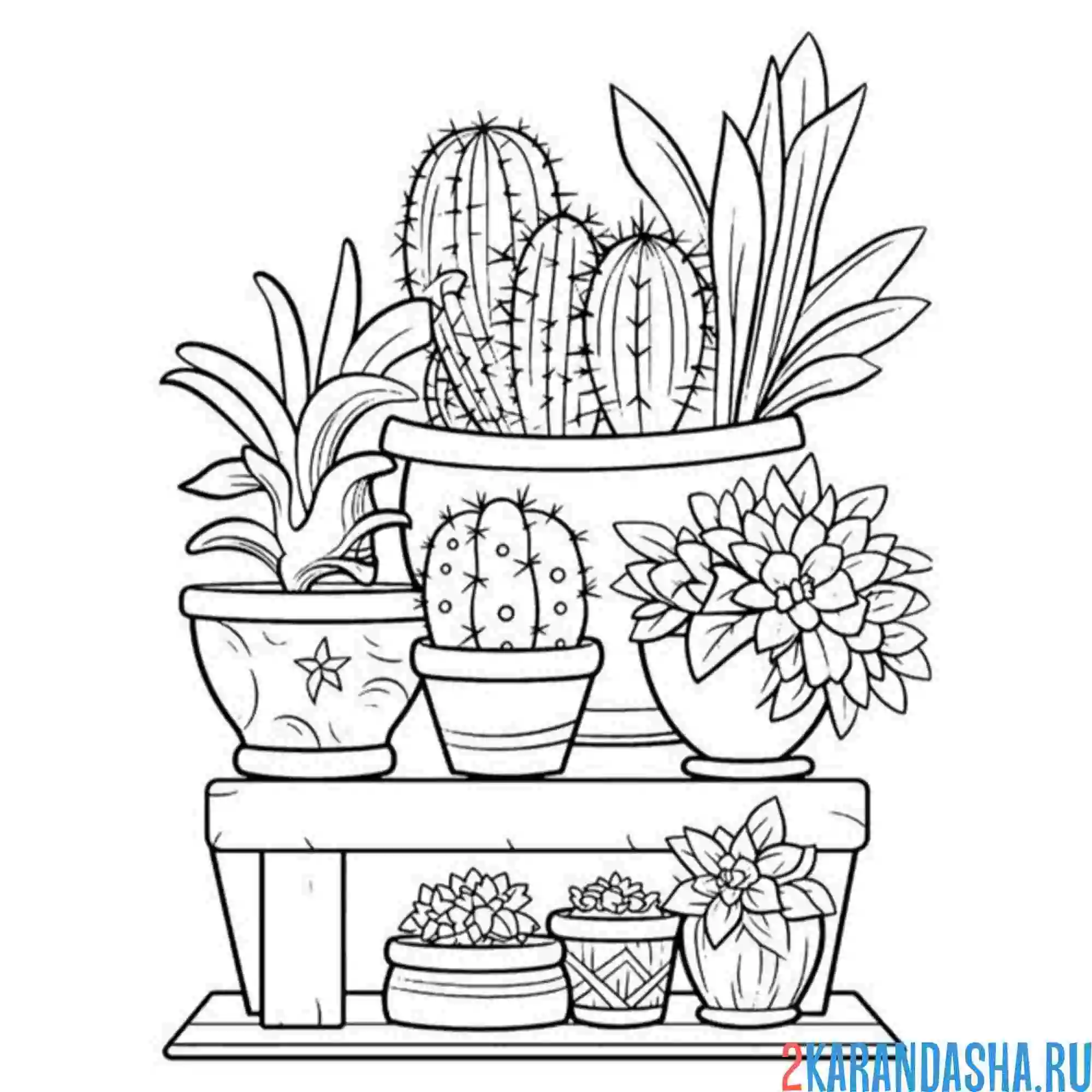 Раскраска эстетика кактусы натюрморт