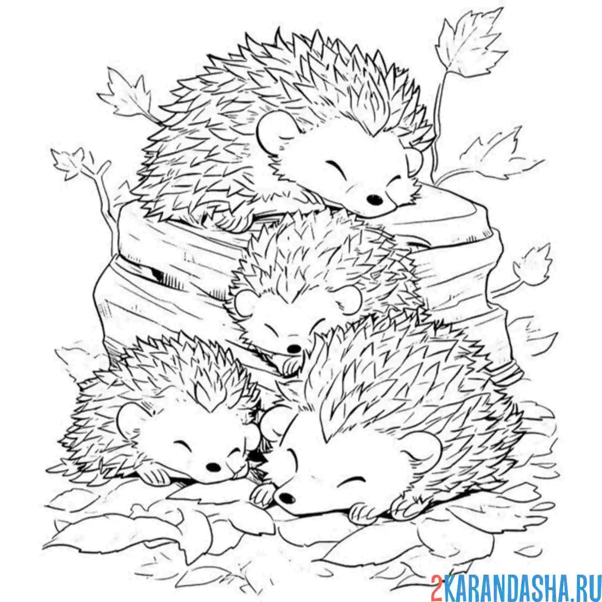 Раскраска эстетика ежи