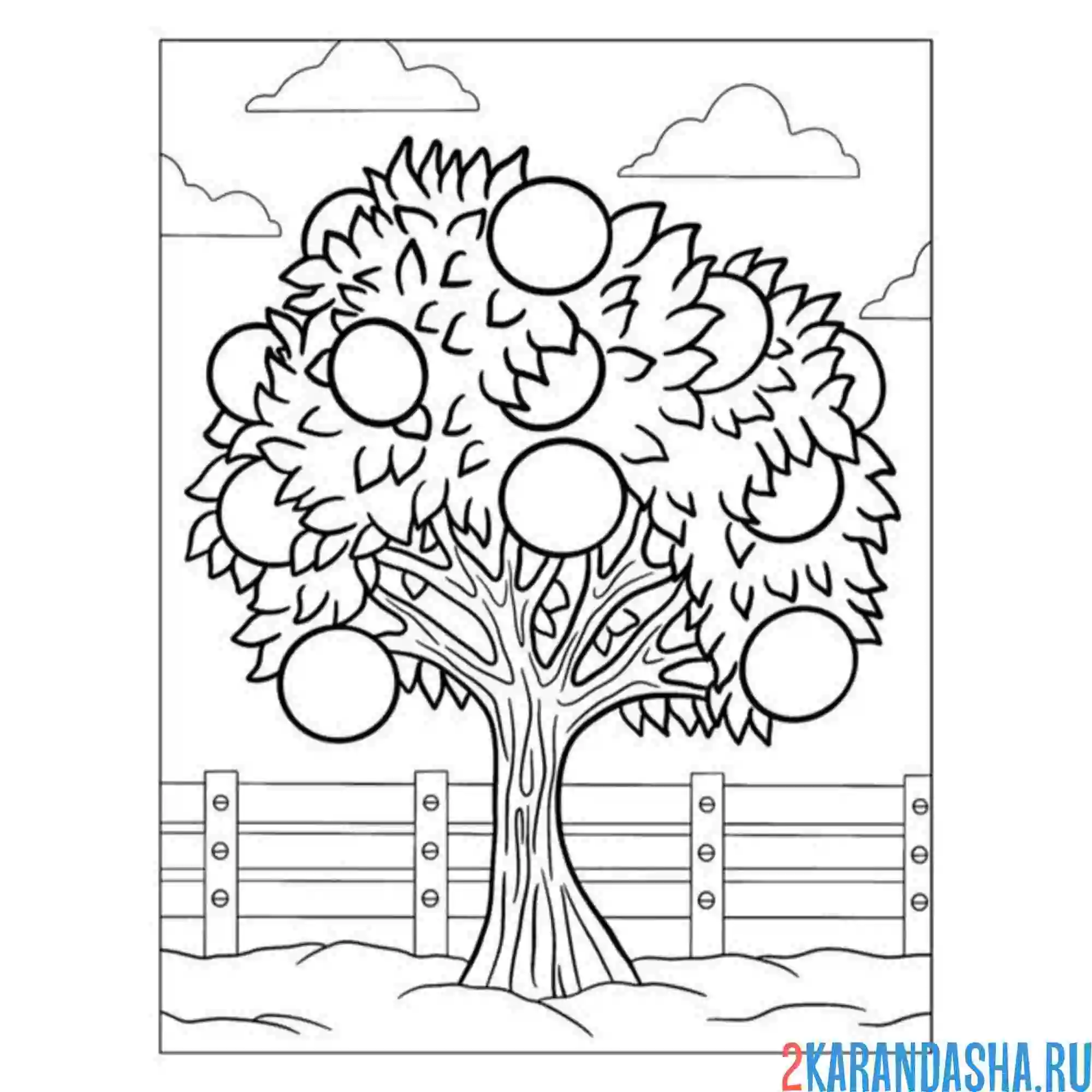 Раскраска большое апельсиновое дерево