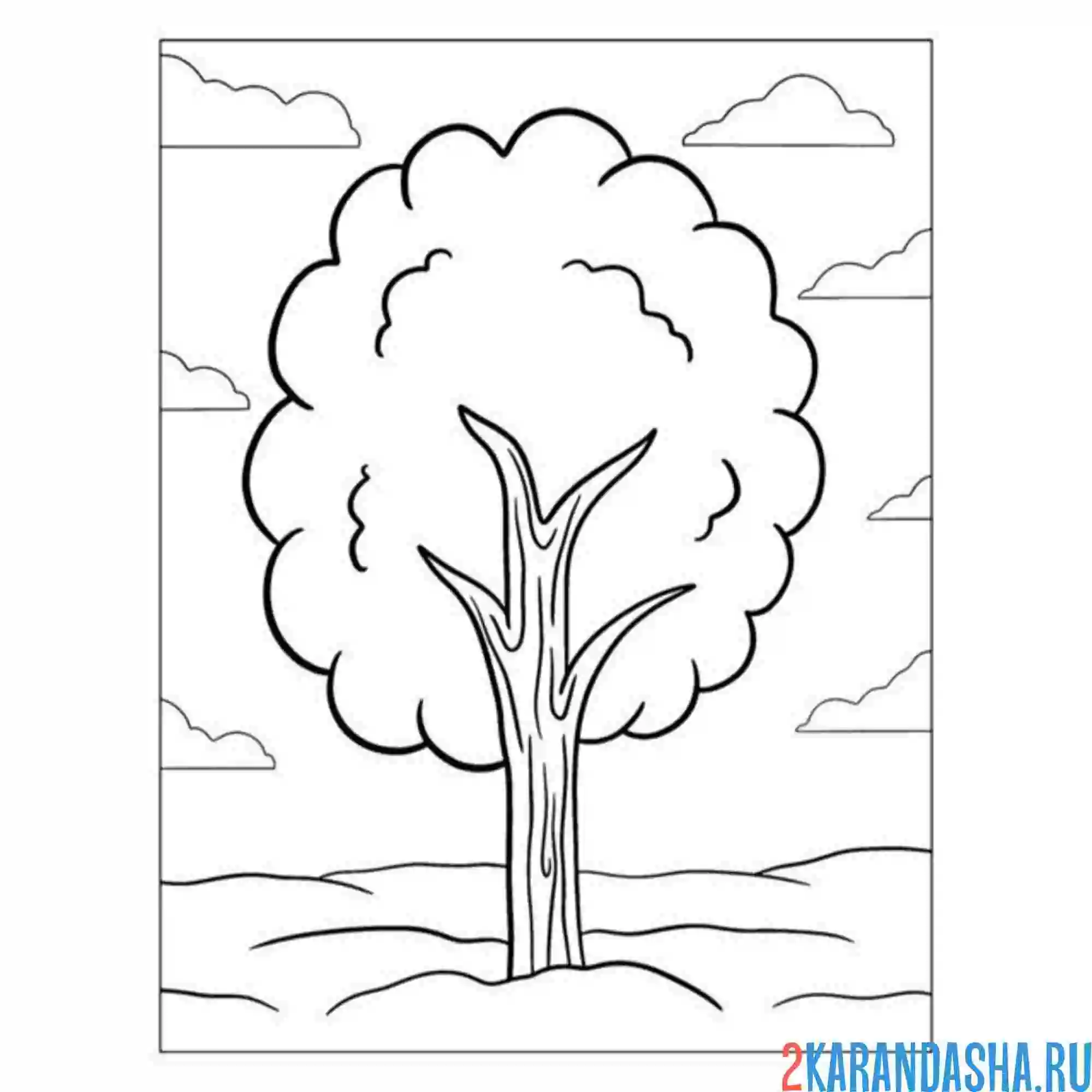 Раскраска тополь дерево