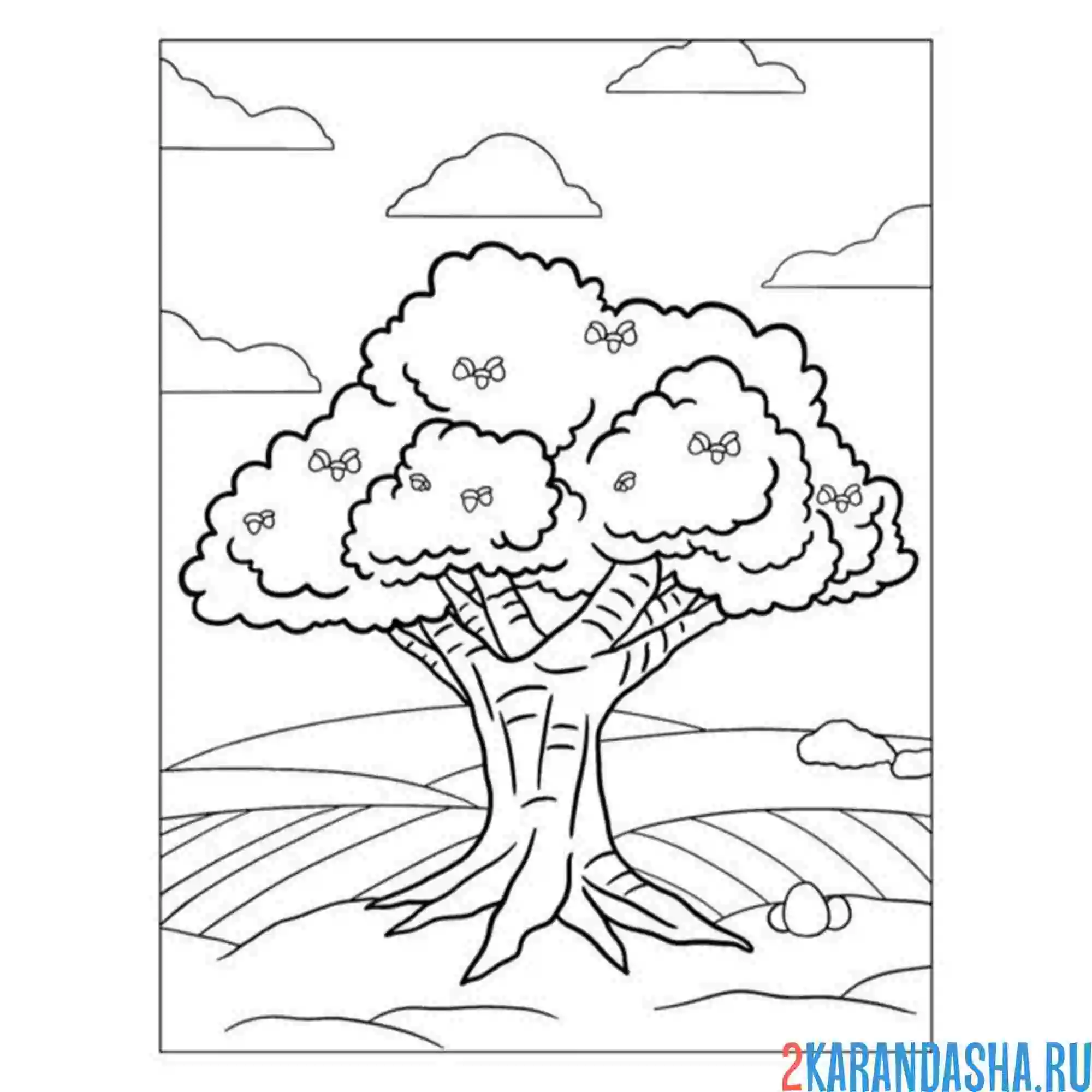 Раскраска дуб и желуди дерево