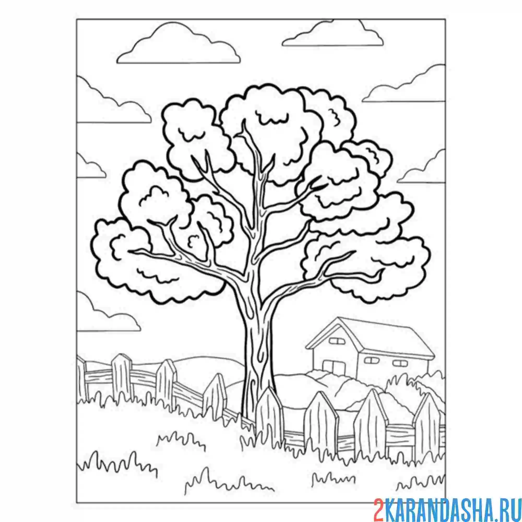 Раскраска садовое дерево