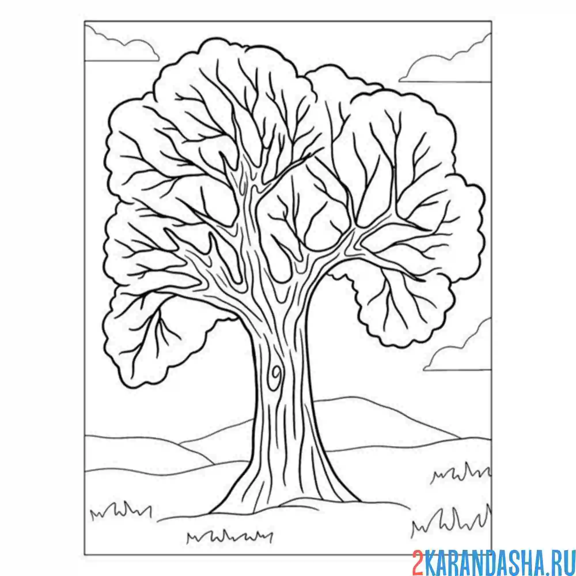 Раскраска шикарный дуб дереов