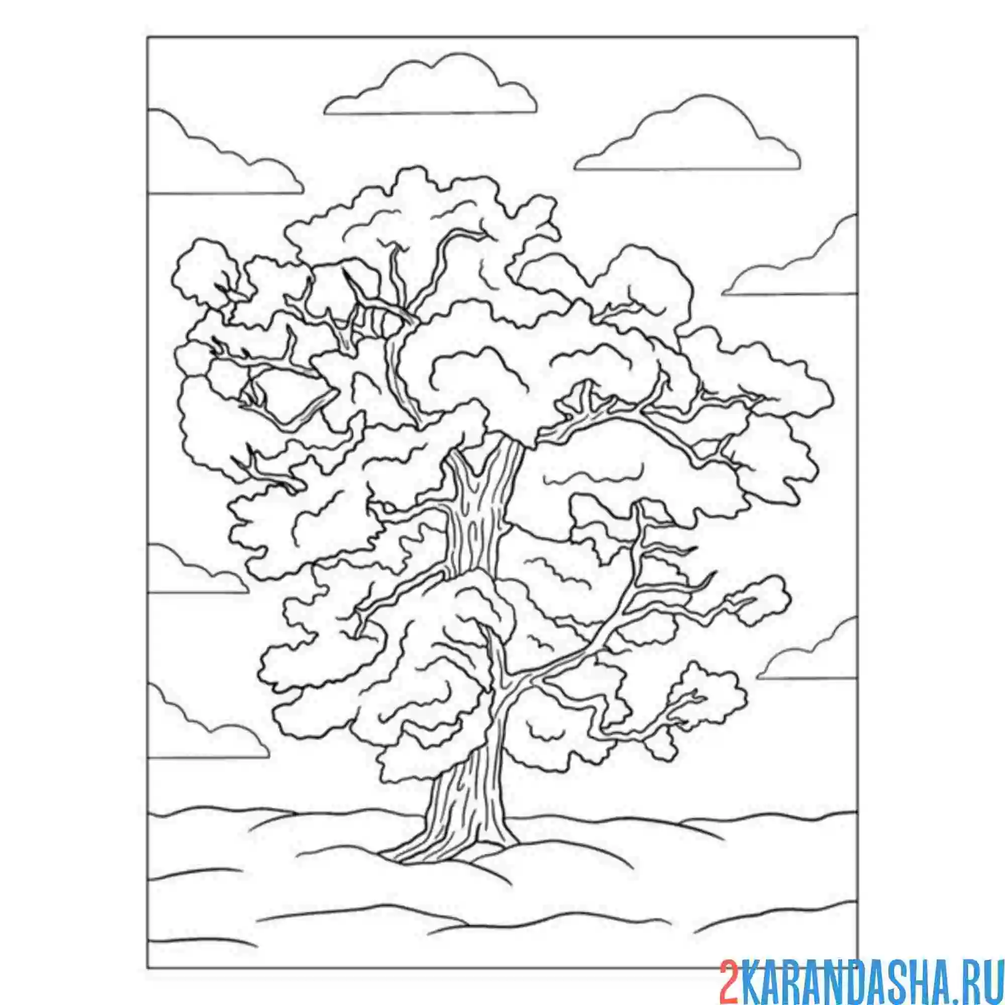 Раскраска липа дерево