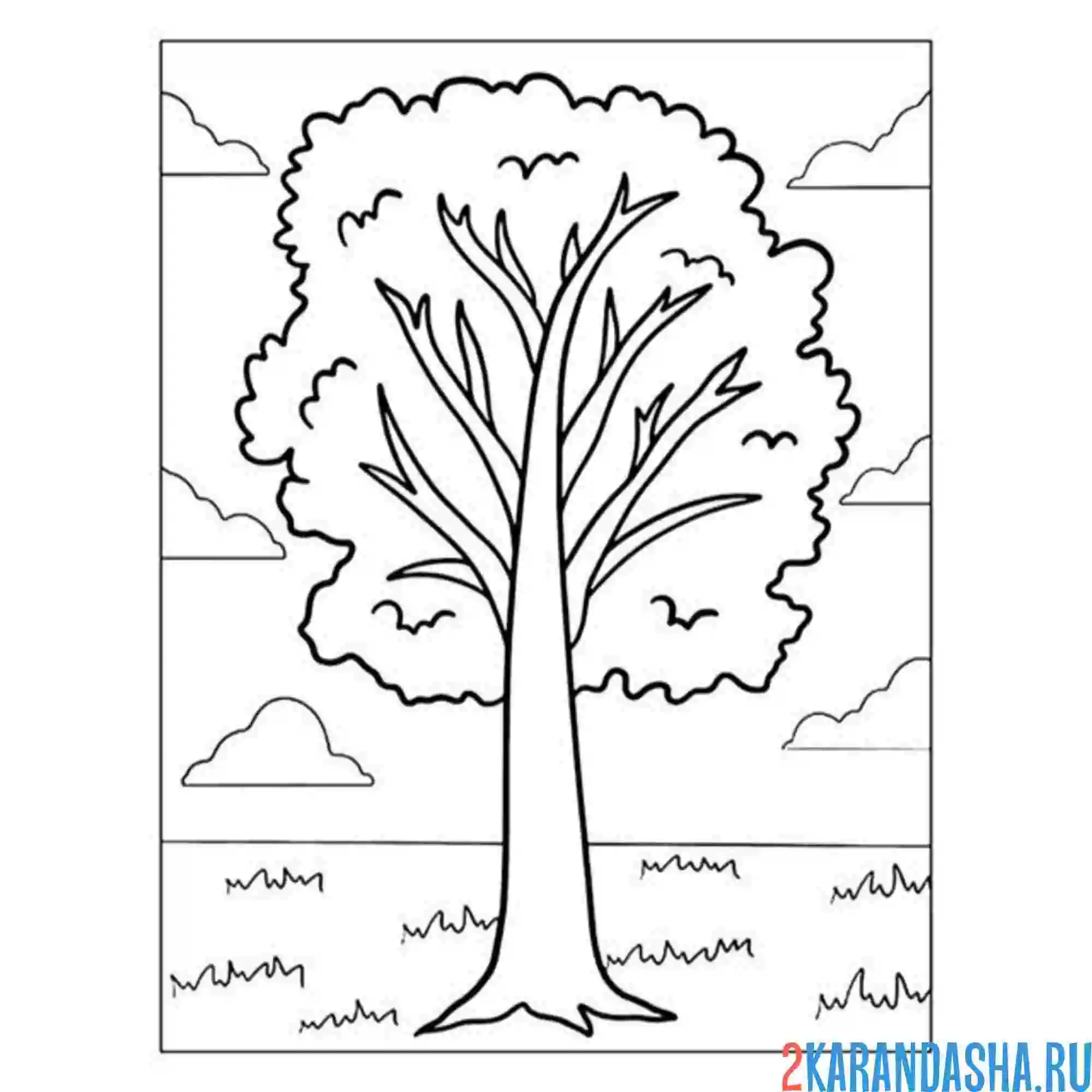 Раскраска каштан дерево