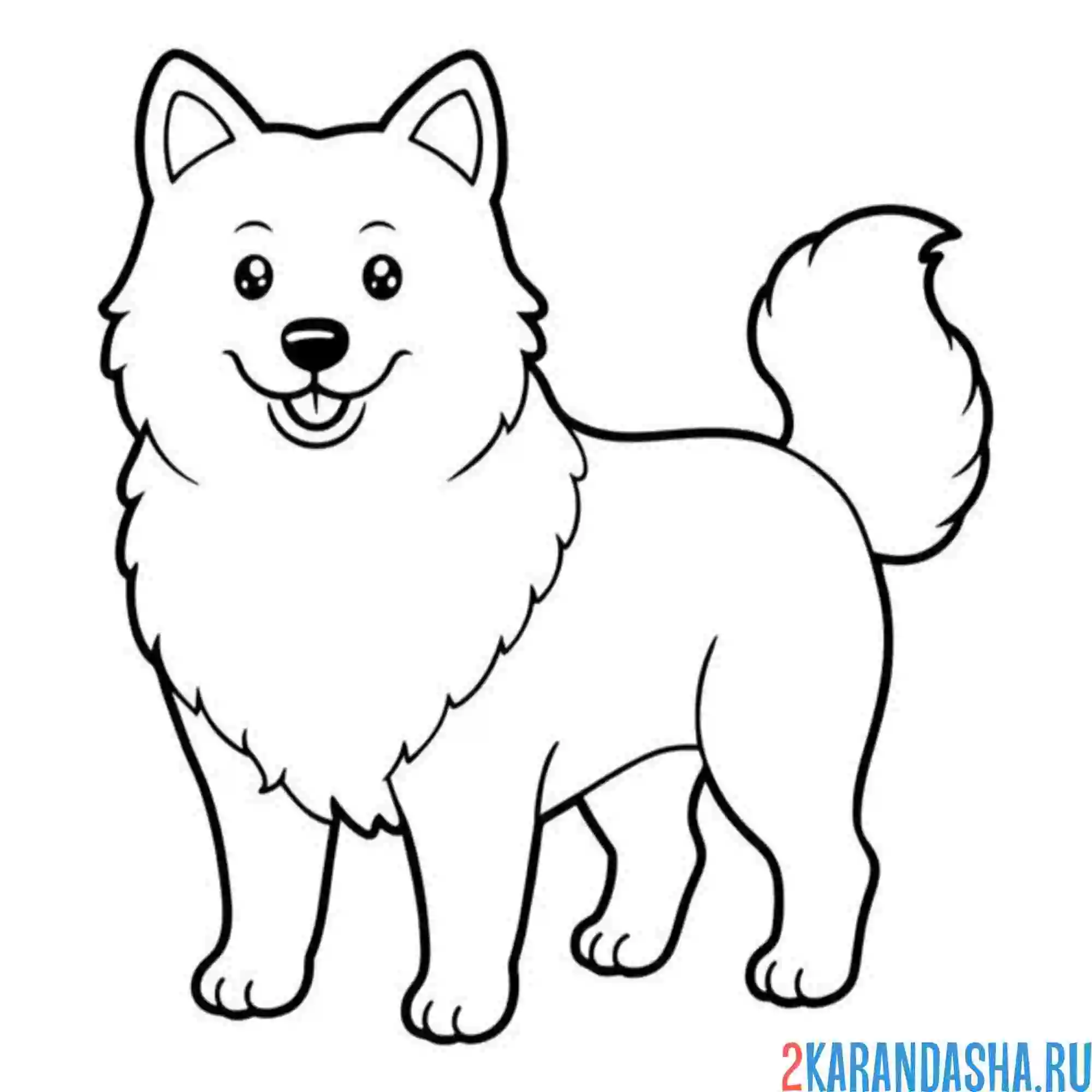 Раскраска хаски собака
